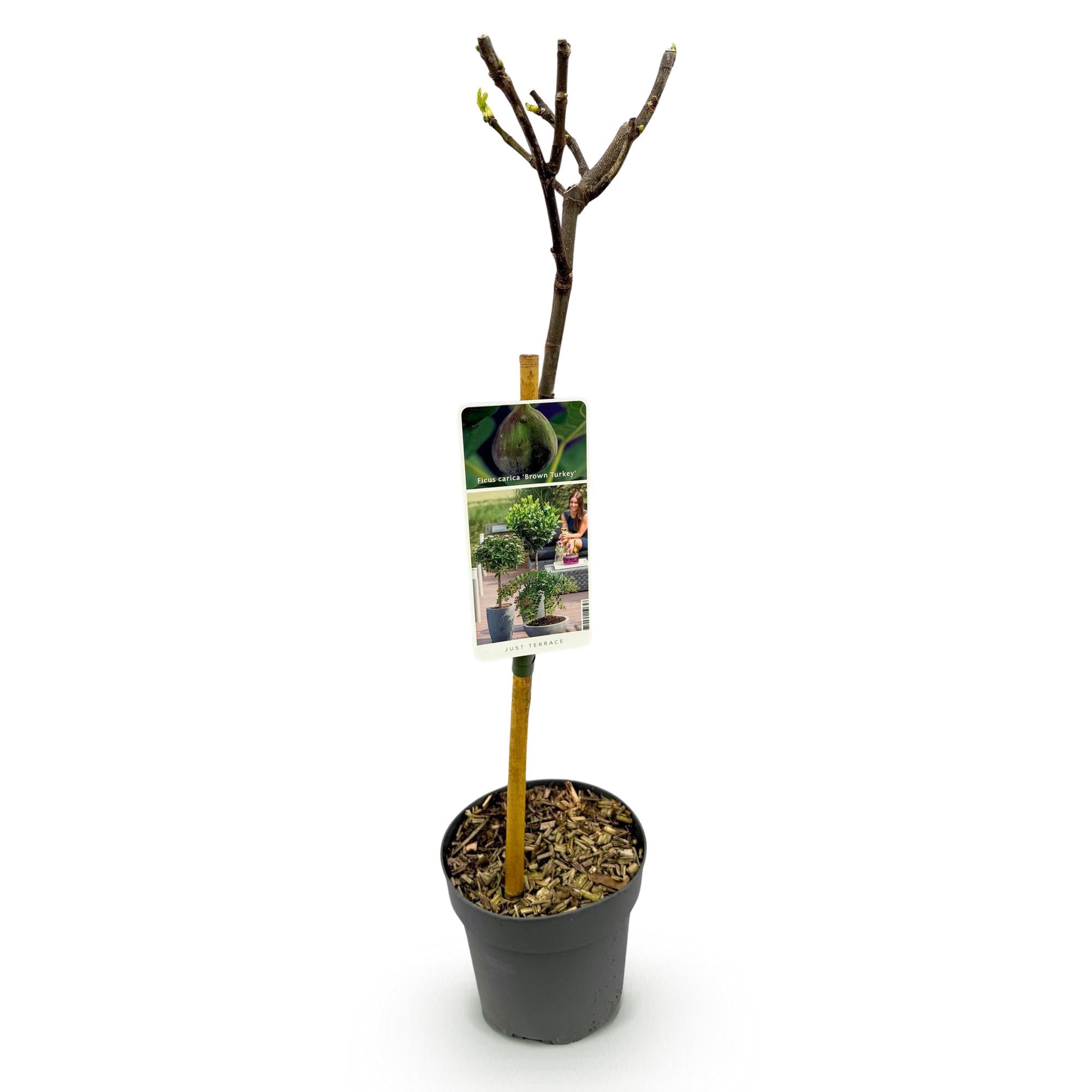Fig tree ‘Brown Turkey’ (Ficus carica) – 19–90 cm