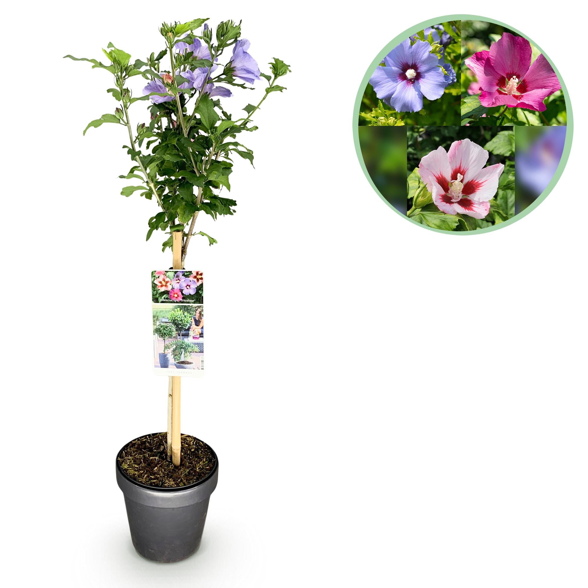 Hibiscus syriacus 'Tricolour' – albero standard per patio e giardino, vaso da 19 cm, altezza 90 cm
