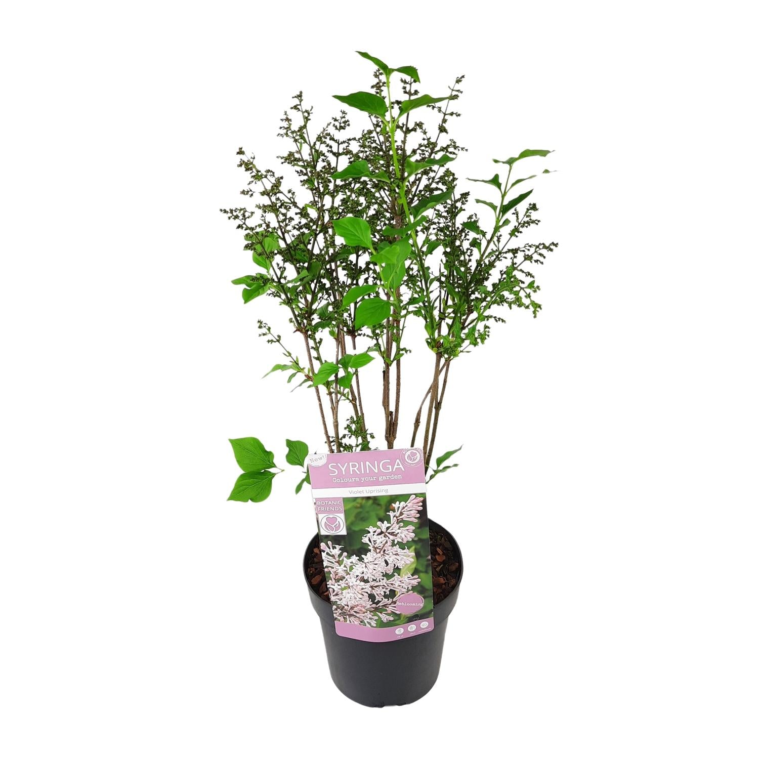 Lilac 'Violet Uprising' – bushy ornamental shrub, 19 cm pot, 35 cm tall