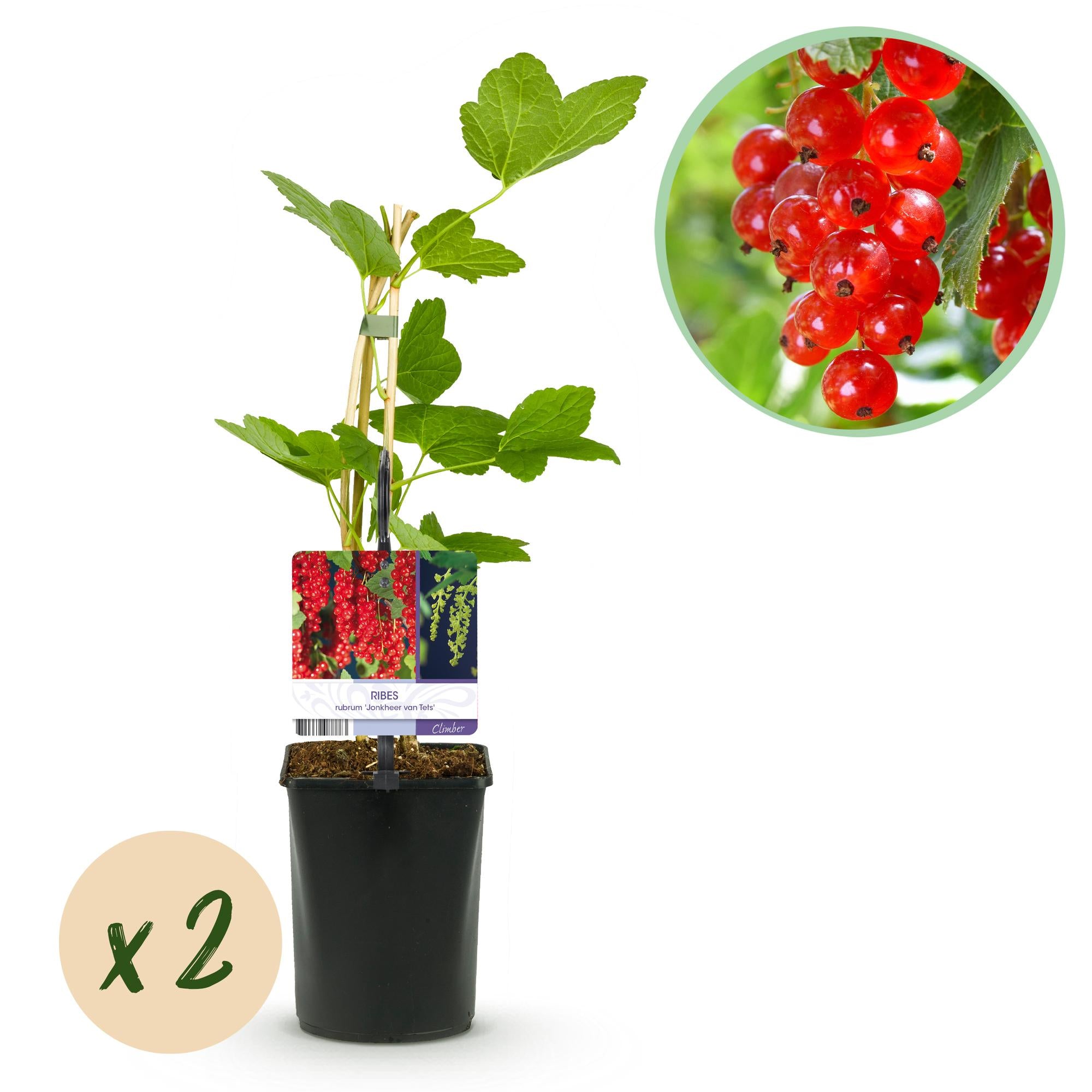Redcurrant (Ribes rubrum) – 2 plants, approx. 40 cm, pot Ø 11 cm