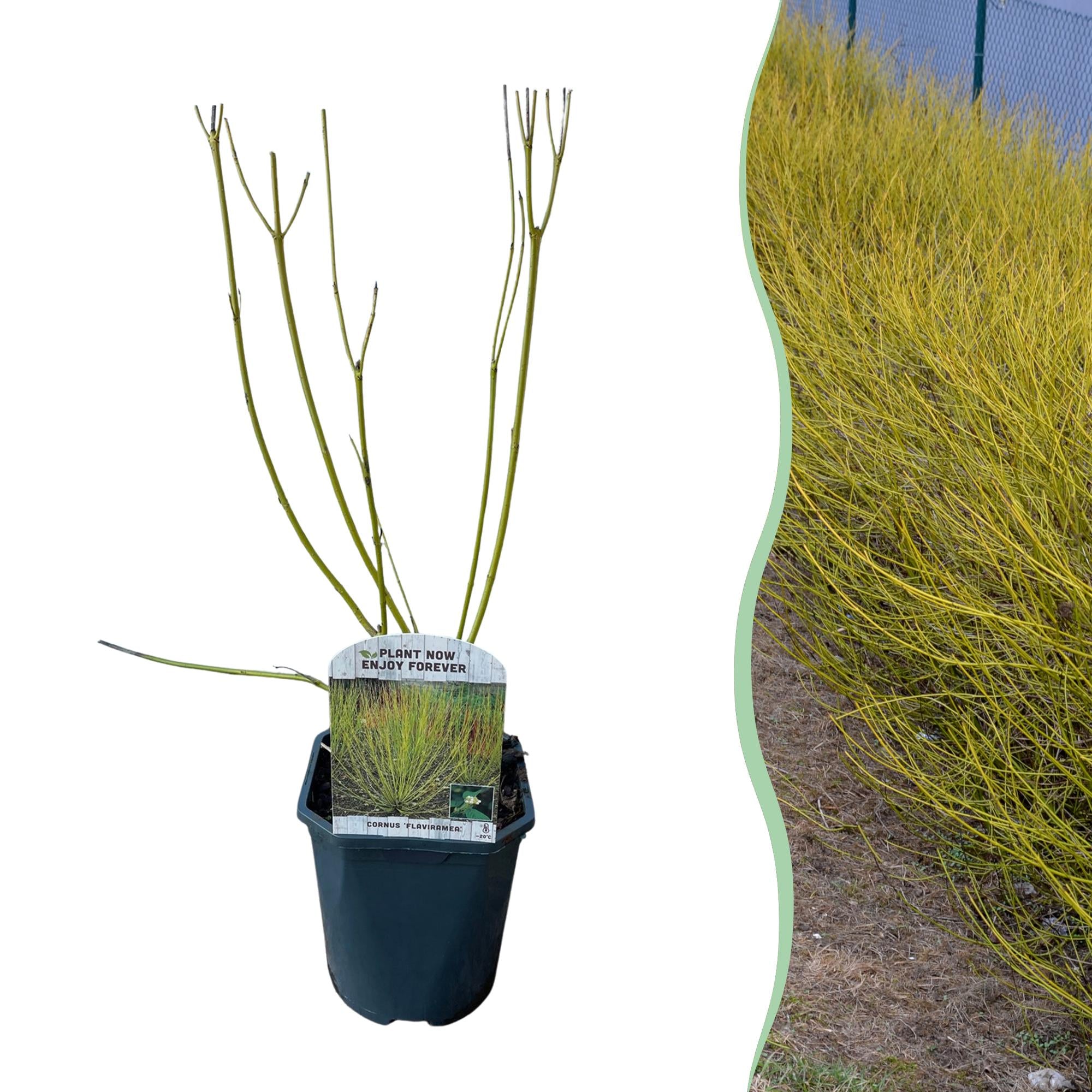 Cornus alba 'Flaviramea' – 1 pianta, rami verdi, vaso da 17 cm, altezza 45 cm