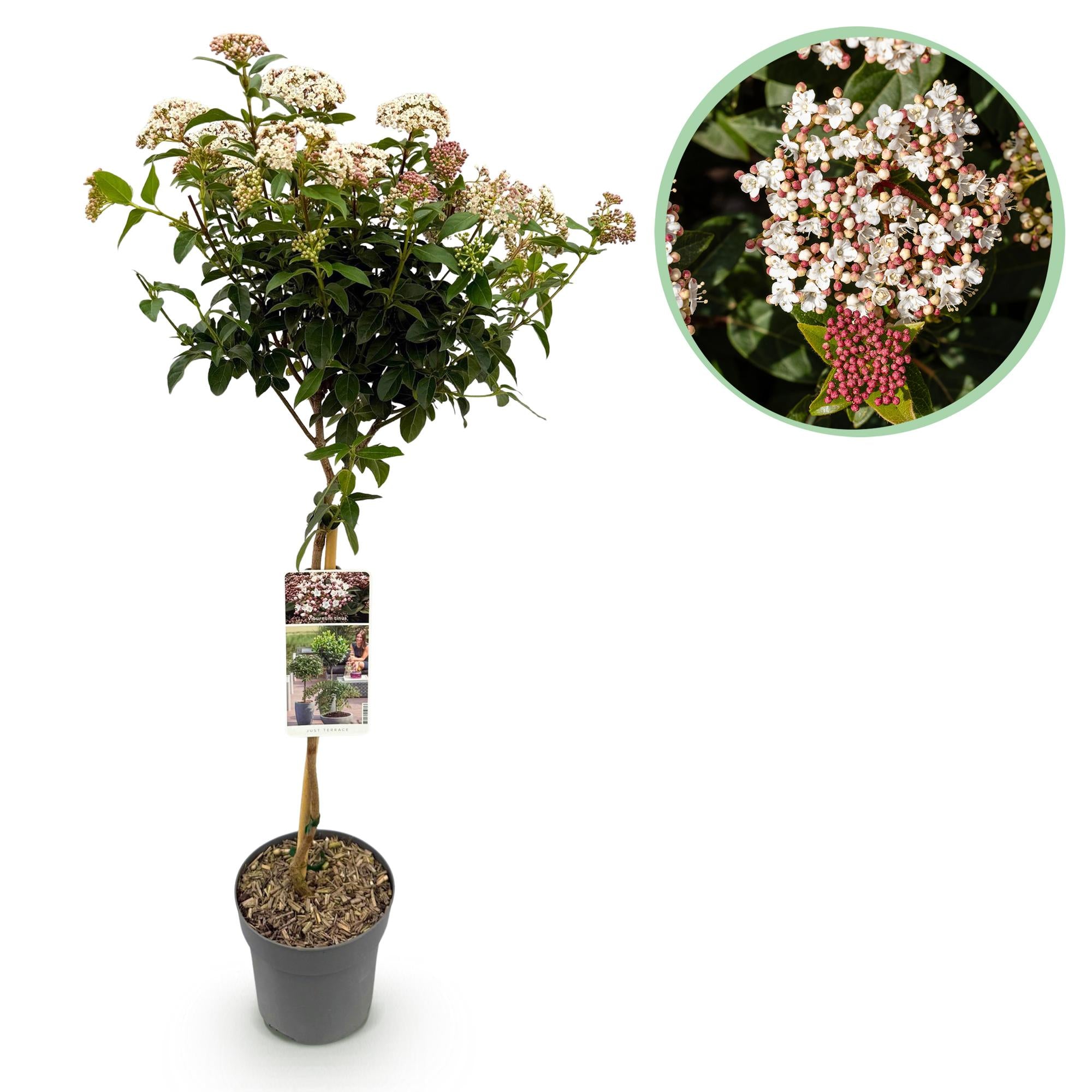 Pianta sempreverde standard Viburnum tinus – fiori bianco-rosa – vaso da 19 cm, altezza 90 cm