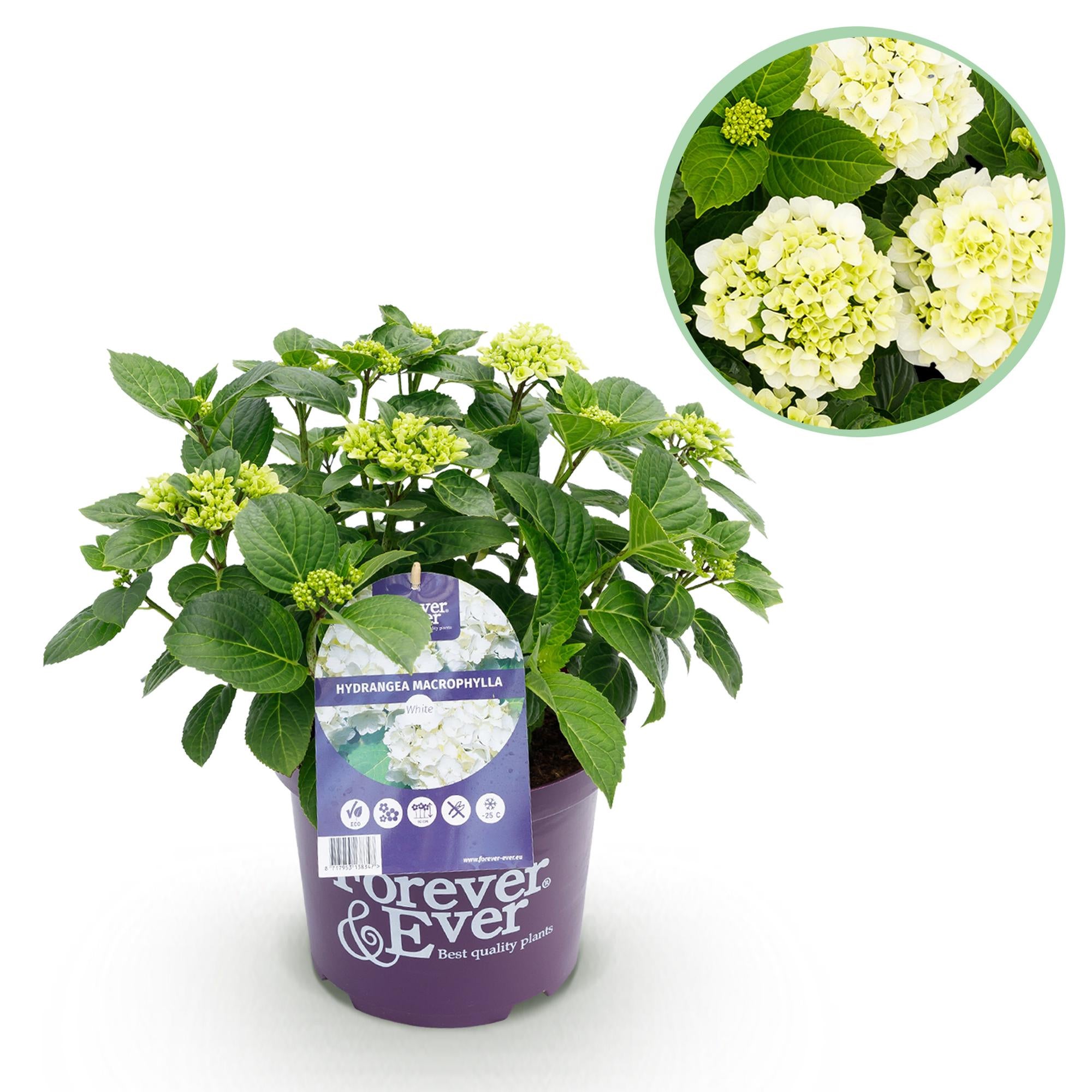 White Hydrangea 'Forever & Ever' – compact balcony plant, 23 cm pot, 55 cm tall