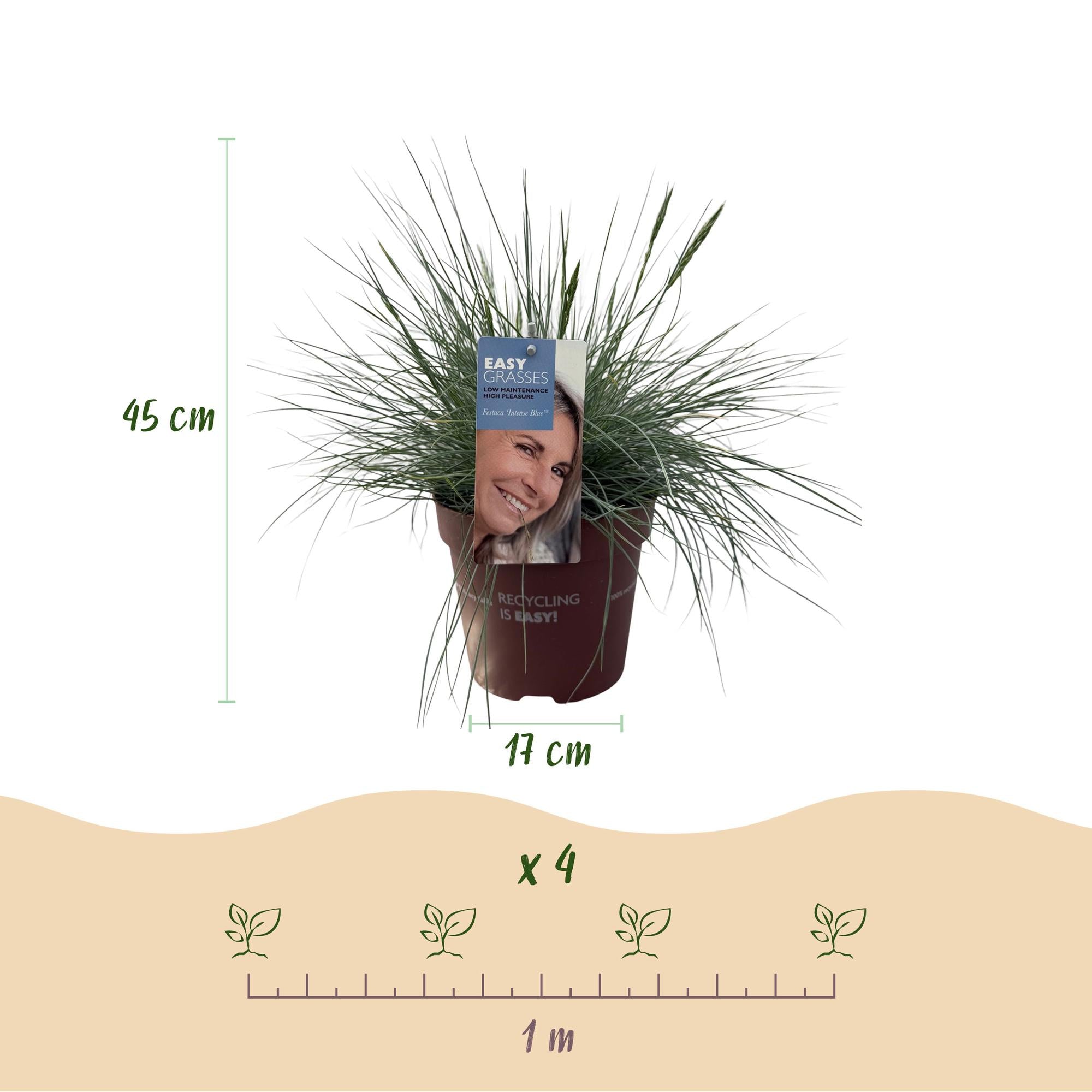 Festuca blu 'Intense Blue' (Festuca glauca) – sempreverde, vaso da 17 cm, altezza 50 cm