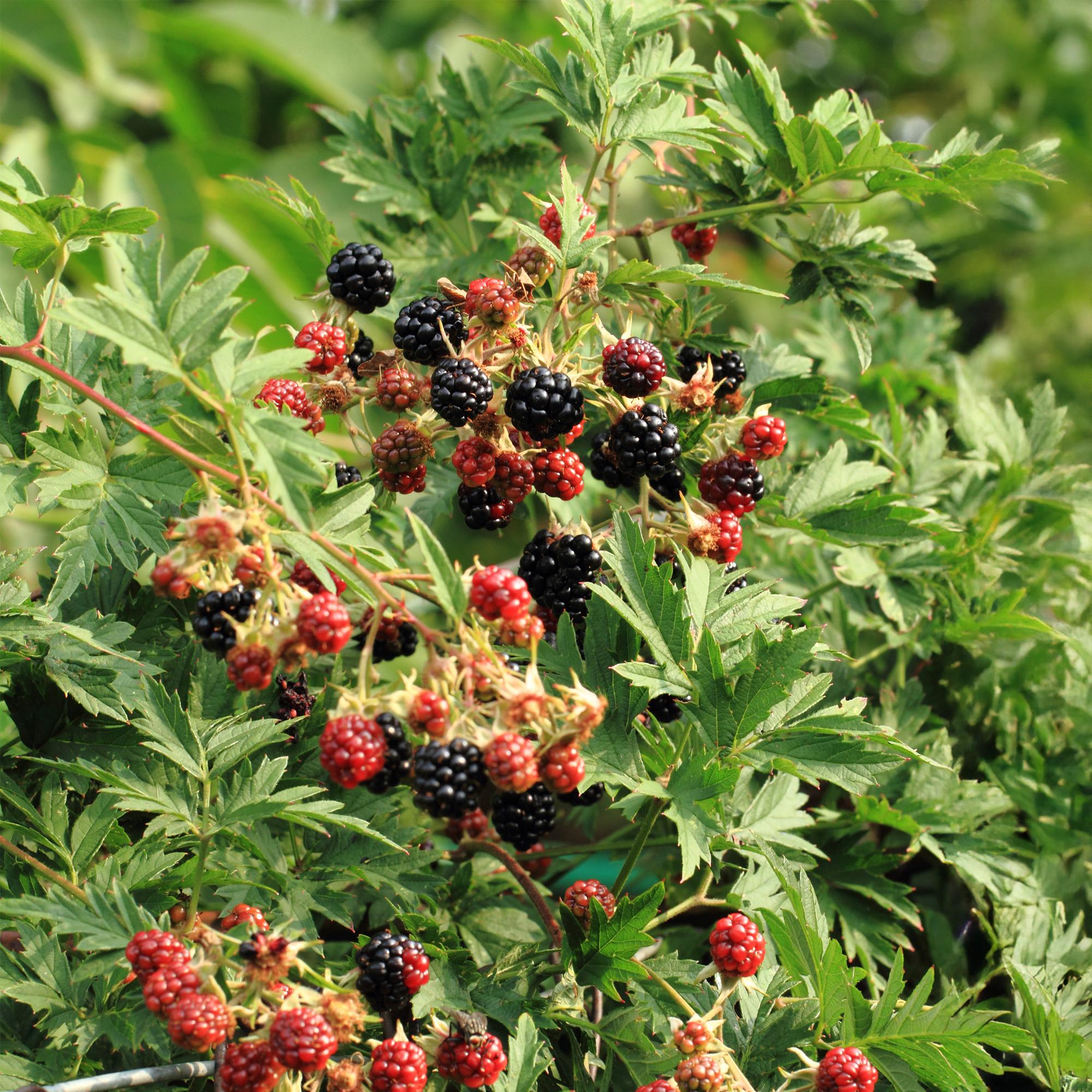 Thornless blackberry “Thornfree Evergreen” – 2 strong plants in an 11 cm pot (approx. 40 cm)