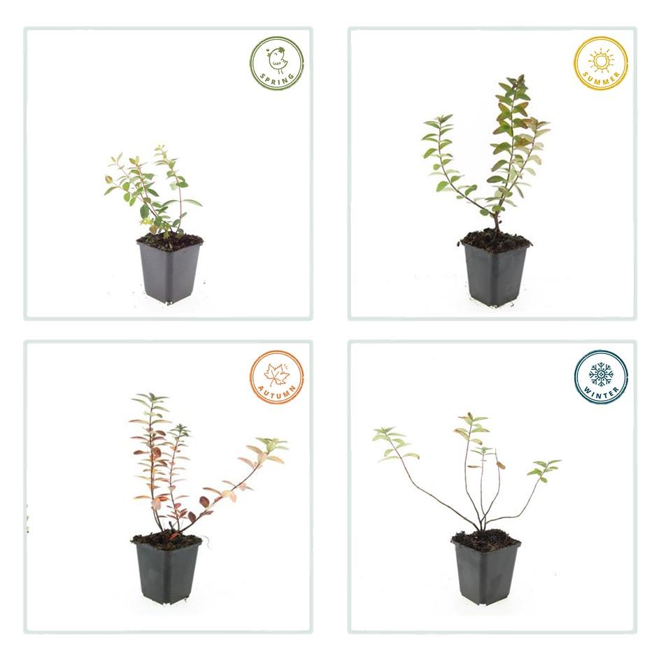 Johanniskraut ‘Peter Dummer’ – niedrig wachsend, 9 cm Topf, 10–25 cm Höhe