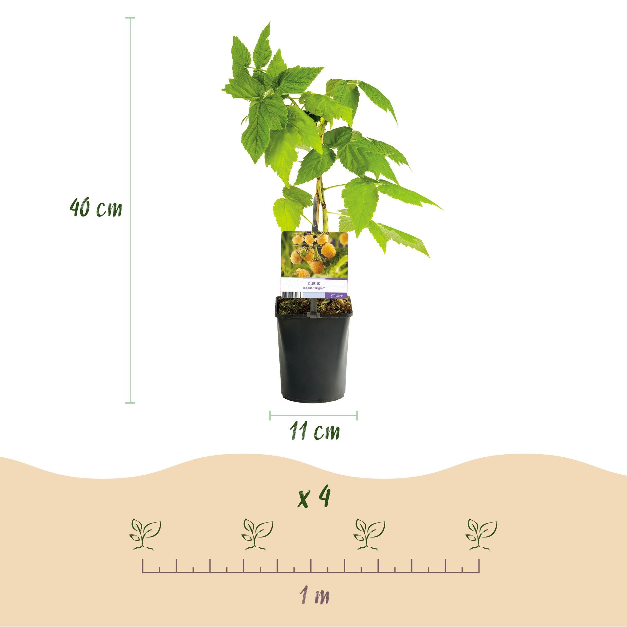 Yellow raspberry “Fallgold” (Rubus idaeus) – 2 plants in an 11 cm pot, approx. 40 cm
