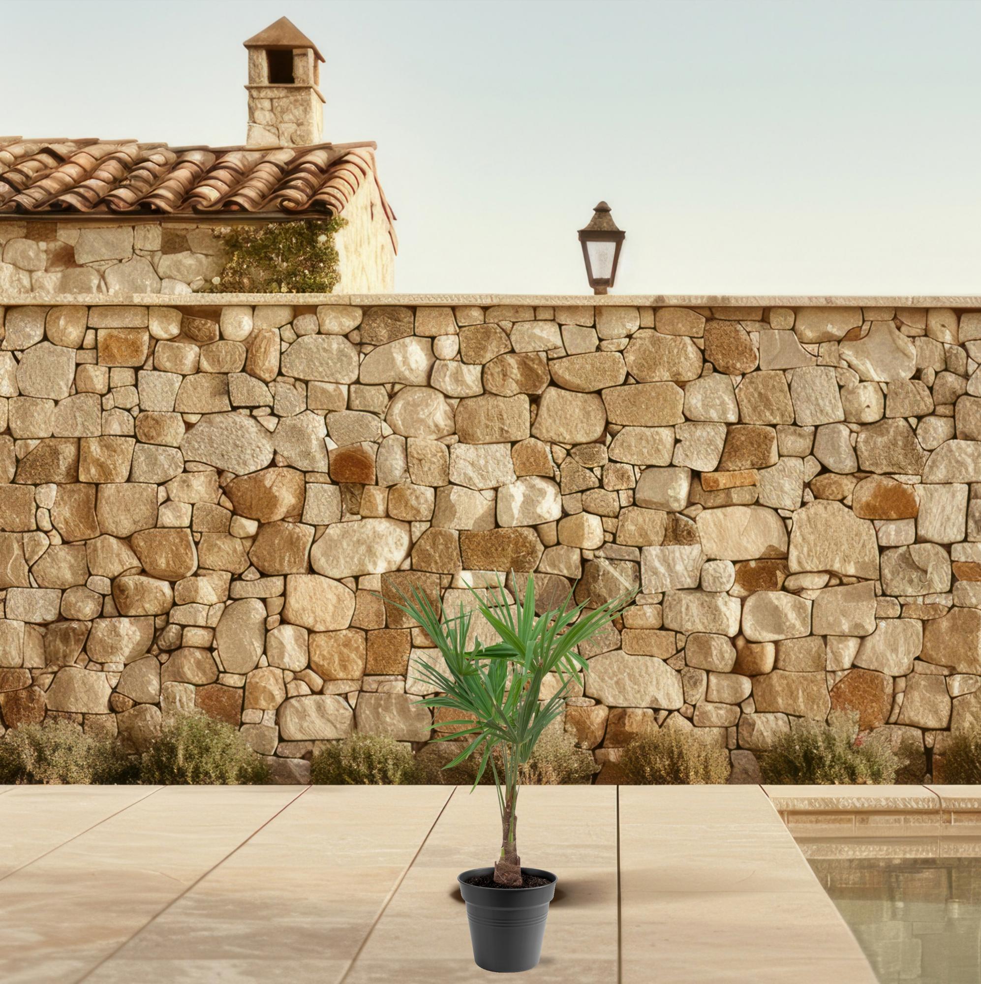 Trachycarpus fortunei – palma robusta e resistente, vaso da 21 cm, altezza 90–100 cm