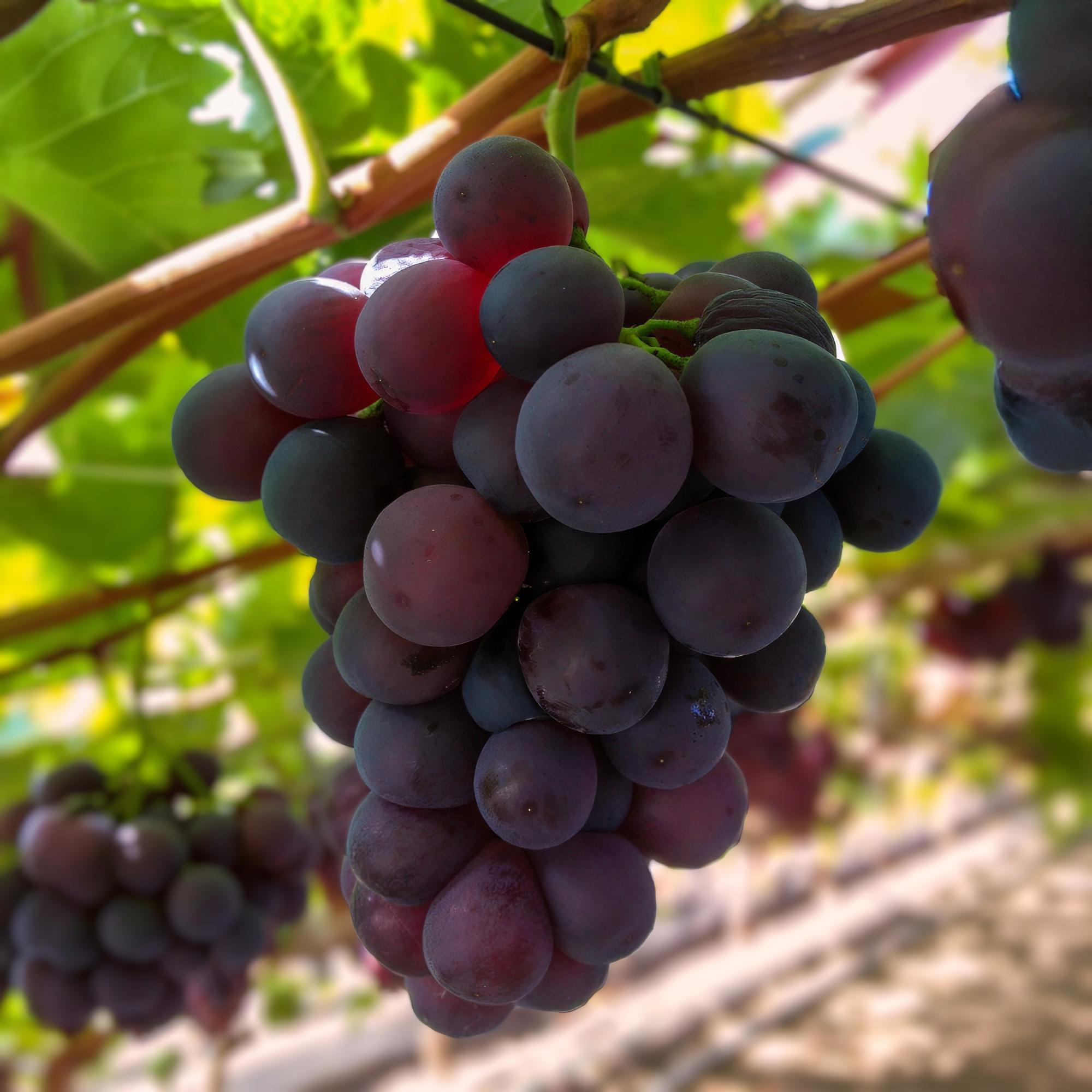 Uva senza semi 'Vanessa' – Vitis vinifera, 2 piante, vaso da 15 cm, altezza 50 cm