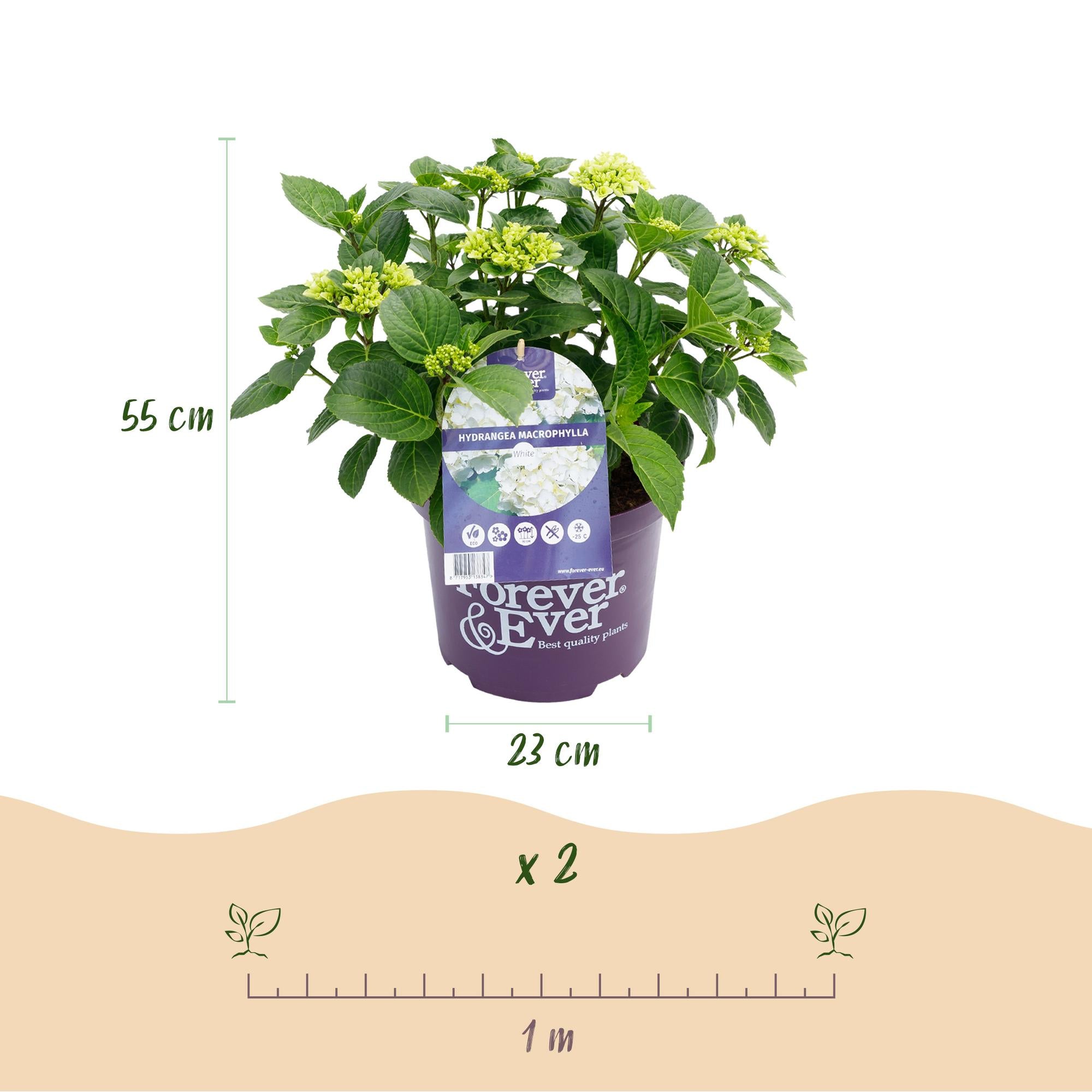 White Hydrangea 'Forever & Ever' – compact balcony plant, 23 cm pot, 55 cm tall