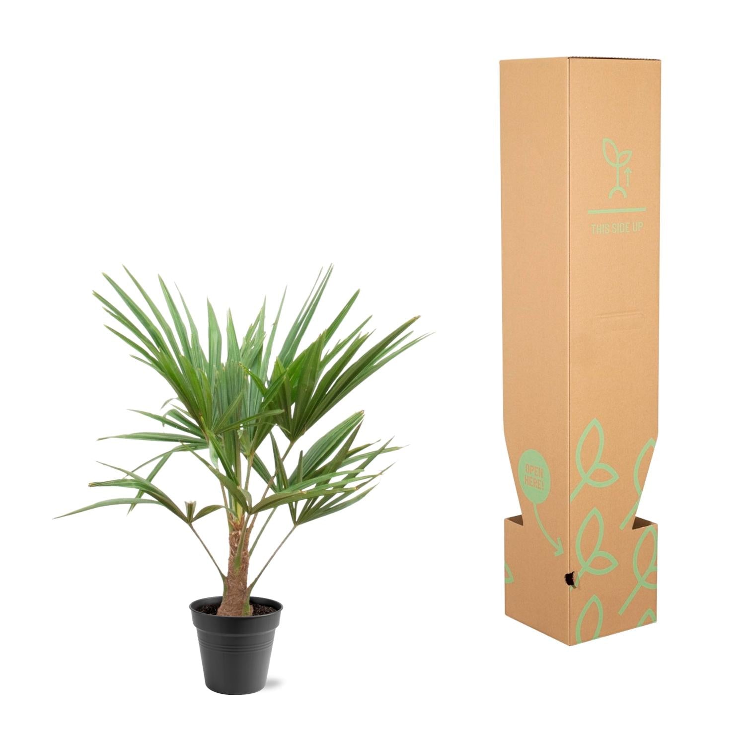 Trachycarpus fortunei – palma robusta e resistente, vaso da 21 cm, altezza 90–100 cm