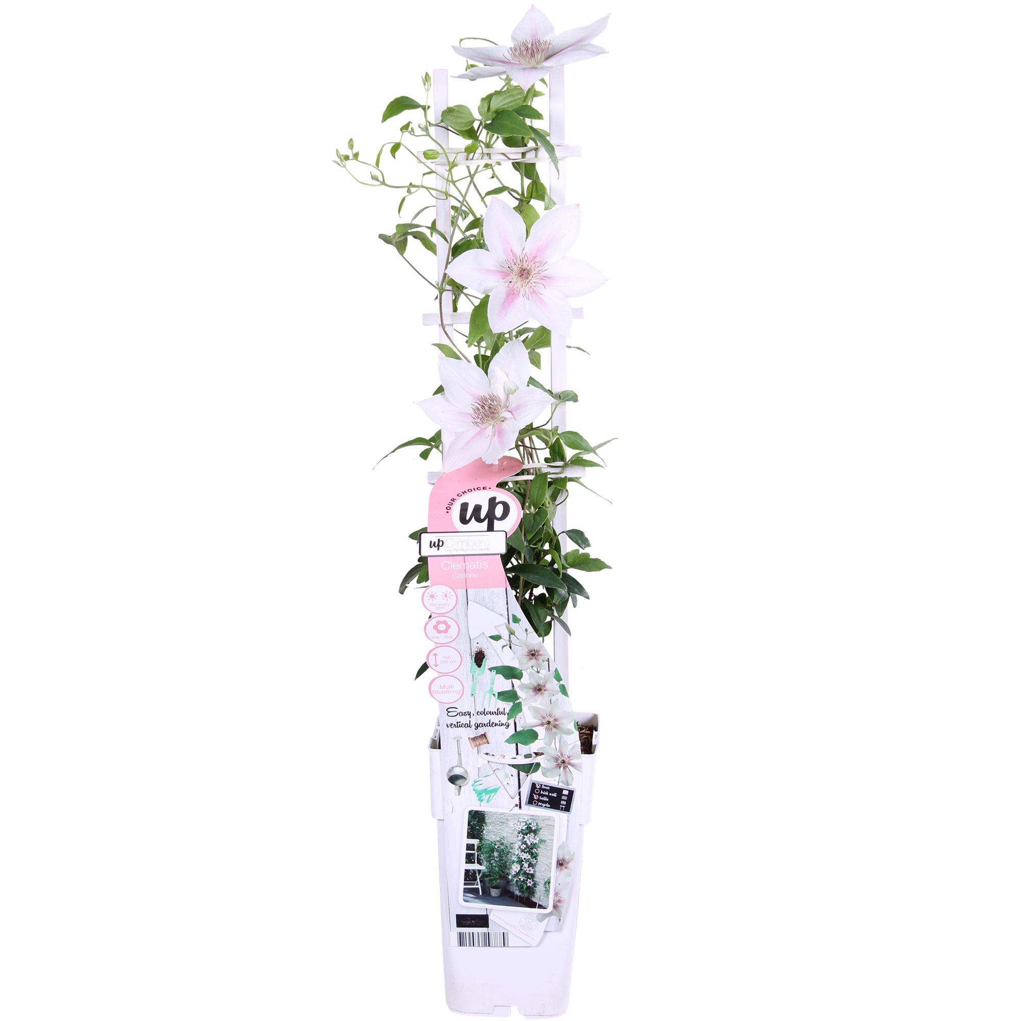 Clematis 'Corinne' – compact, white flowering climbing plant, Ø15 cm, ↕65 cm