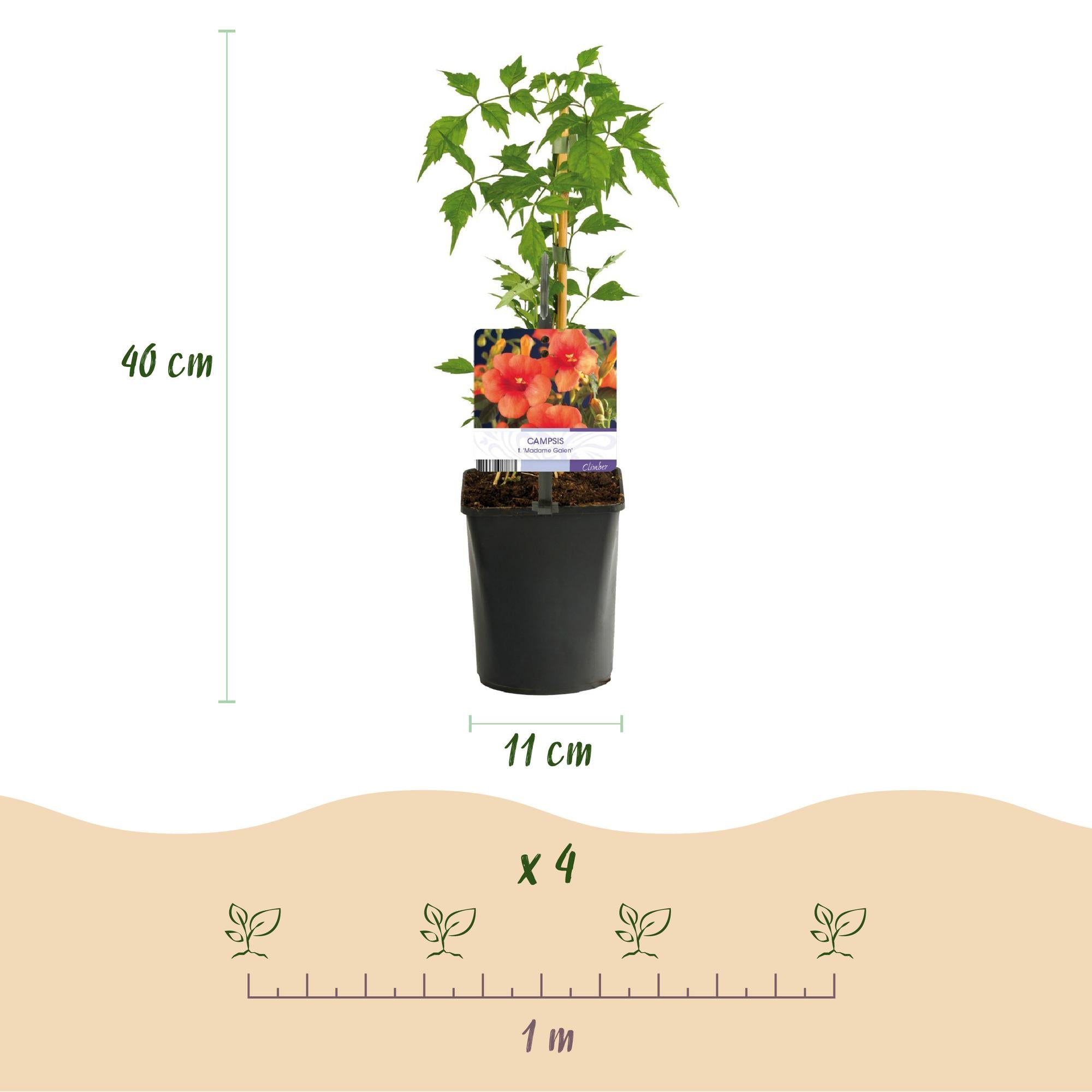 Rainbow climbing plants – 4 colorful varieties for garden & terrace, 11 cm pot, 40 cm high