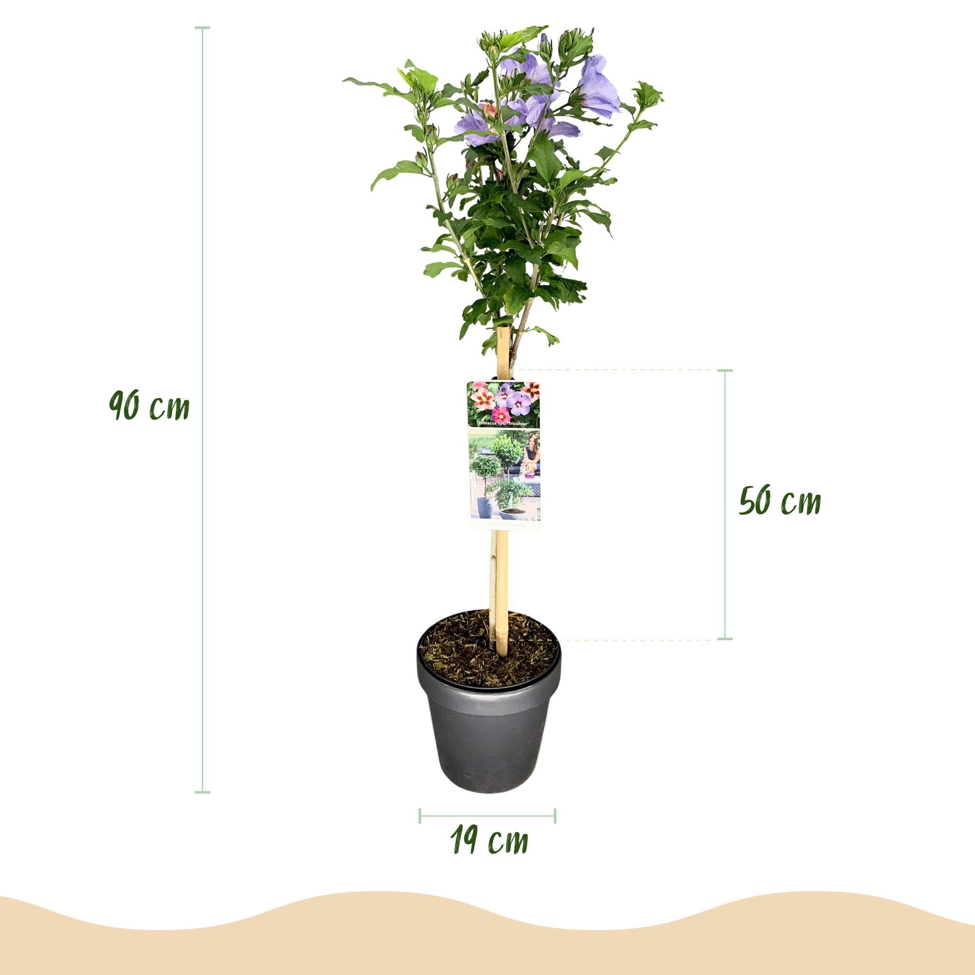 Hibiscus syriacus 'Tricolour' – albero standard per patio e giardino, vaso da 19 cm, altezza 90 cm