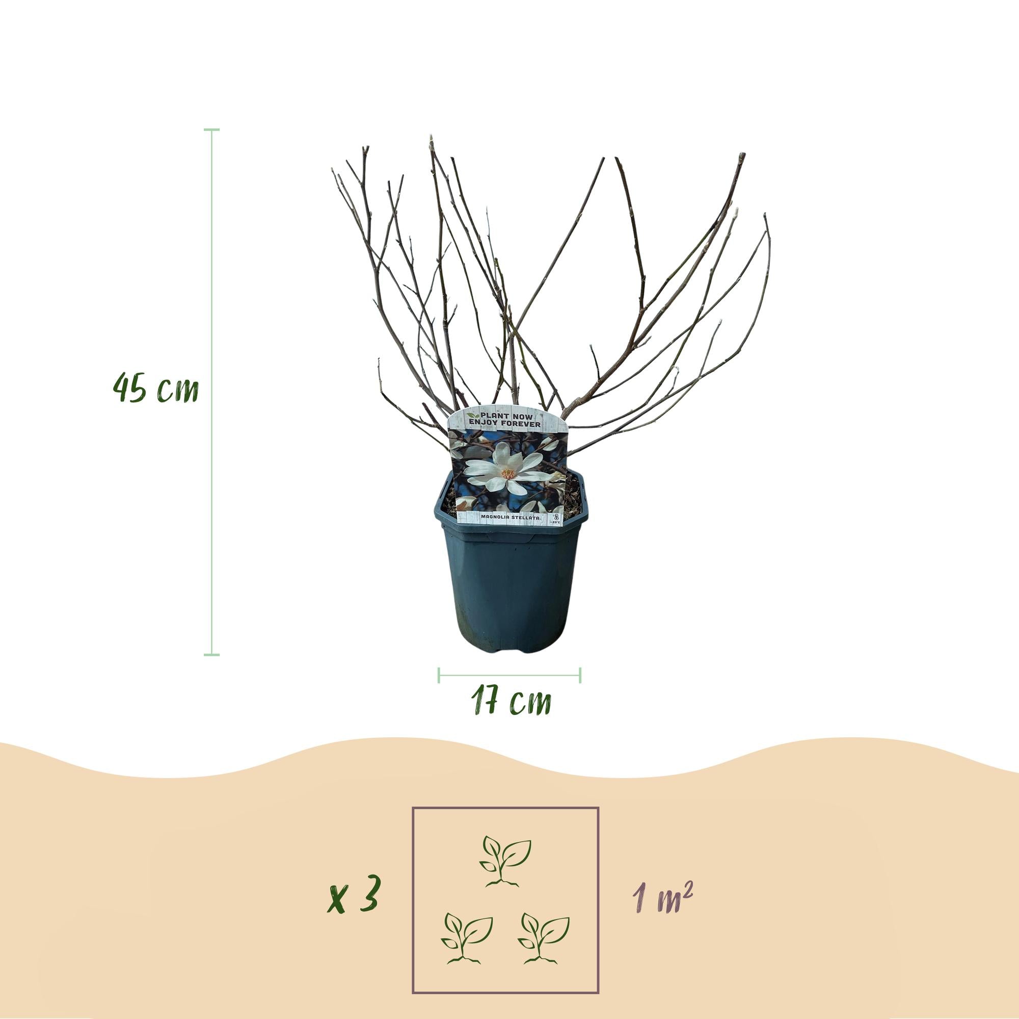 Magnolia stellata – arbusto ornamentale a fiori bianchi, 1 pianta, vaso da 17 cm, altezza 45 cm