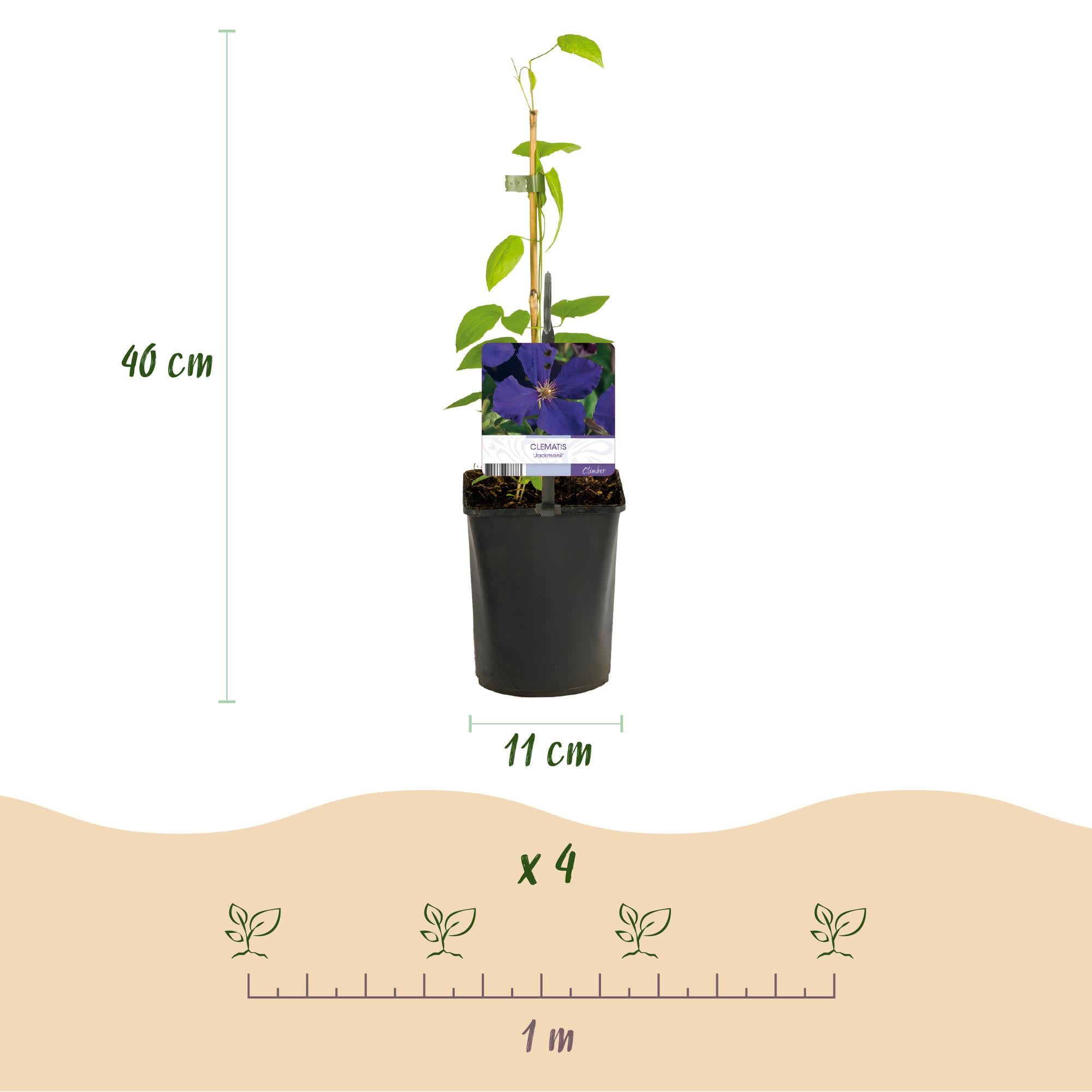 Climbing plant Clematis 'Rainbow' – multicolored flowering, 4 plants, 11 cm pot, 40 cm height