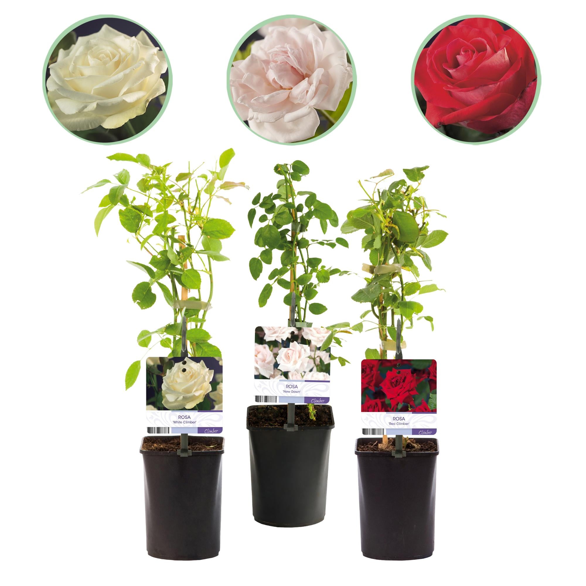 'Rosa Tricolour' climbing rose – multicoloured flowering, easy to care for, 3 plants in an 11 cm pot, 40 cm tall