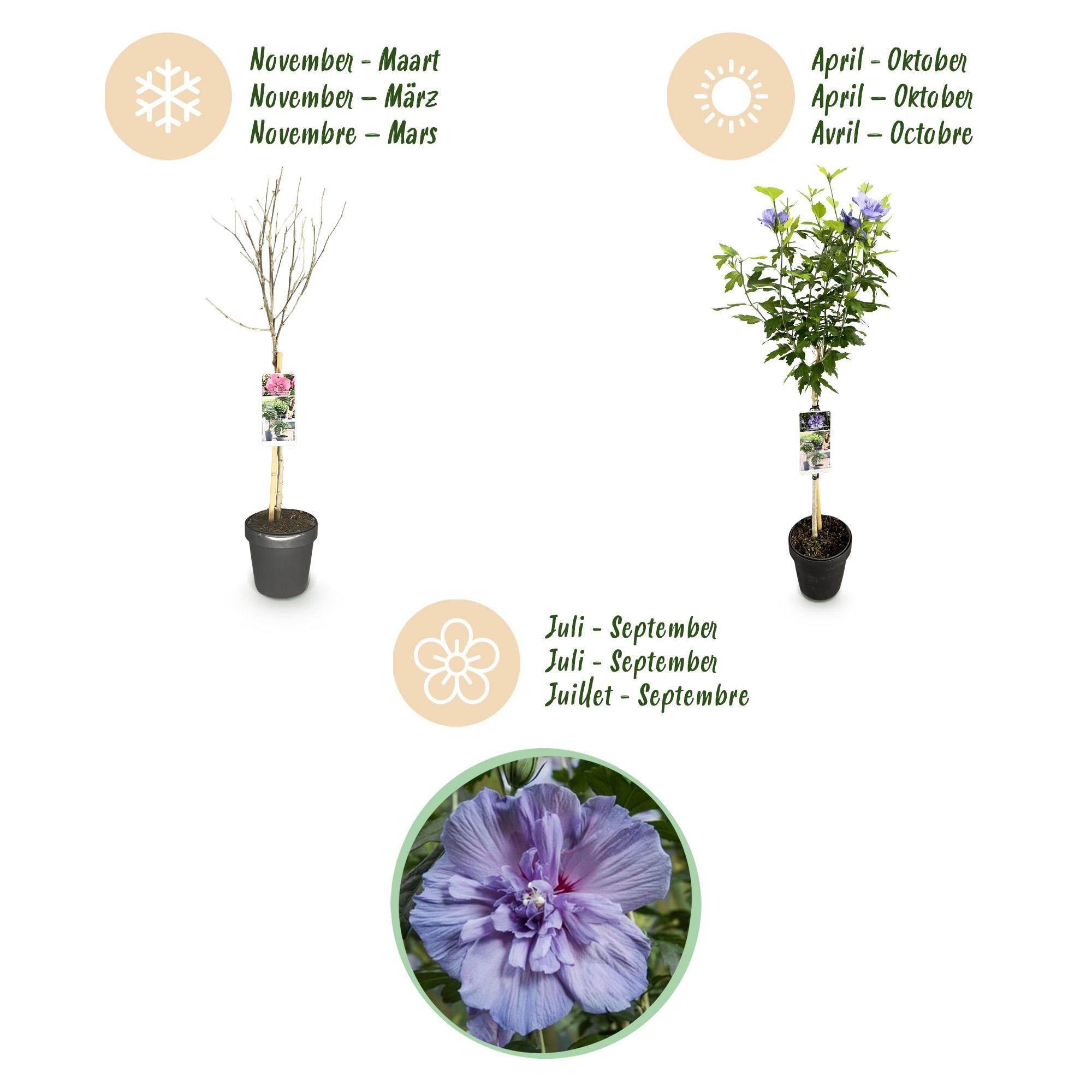 Hibiscus Blue Chiffon® – pianta standard decidua, facile da curare, vaso da 19 cm, altezza 90 cm