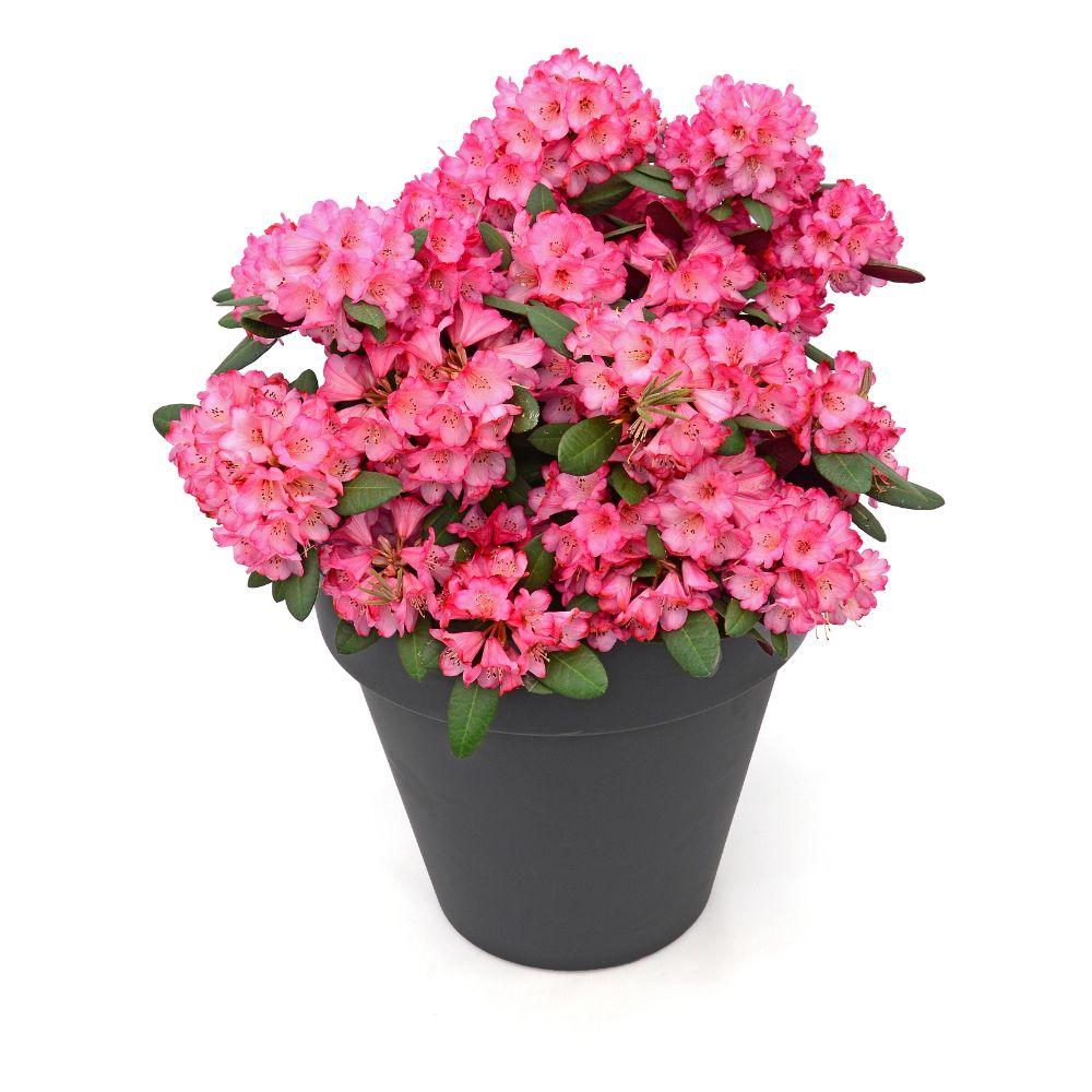 Rhododendron 'Wine & Roses' – evergreen, 13 cm pot, 20 cm tall
