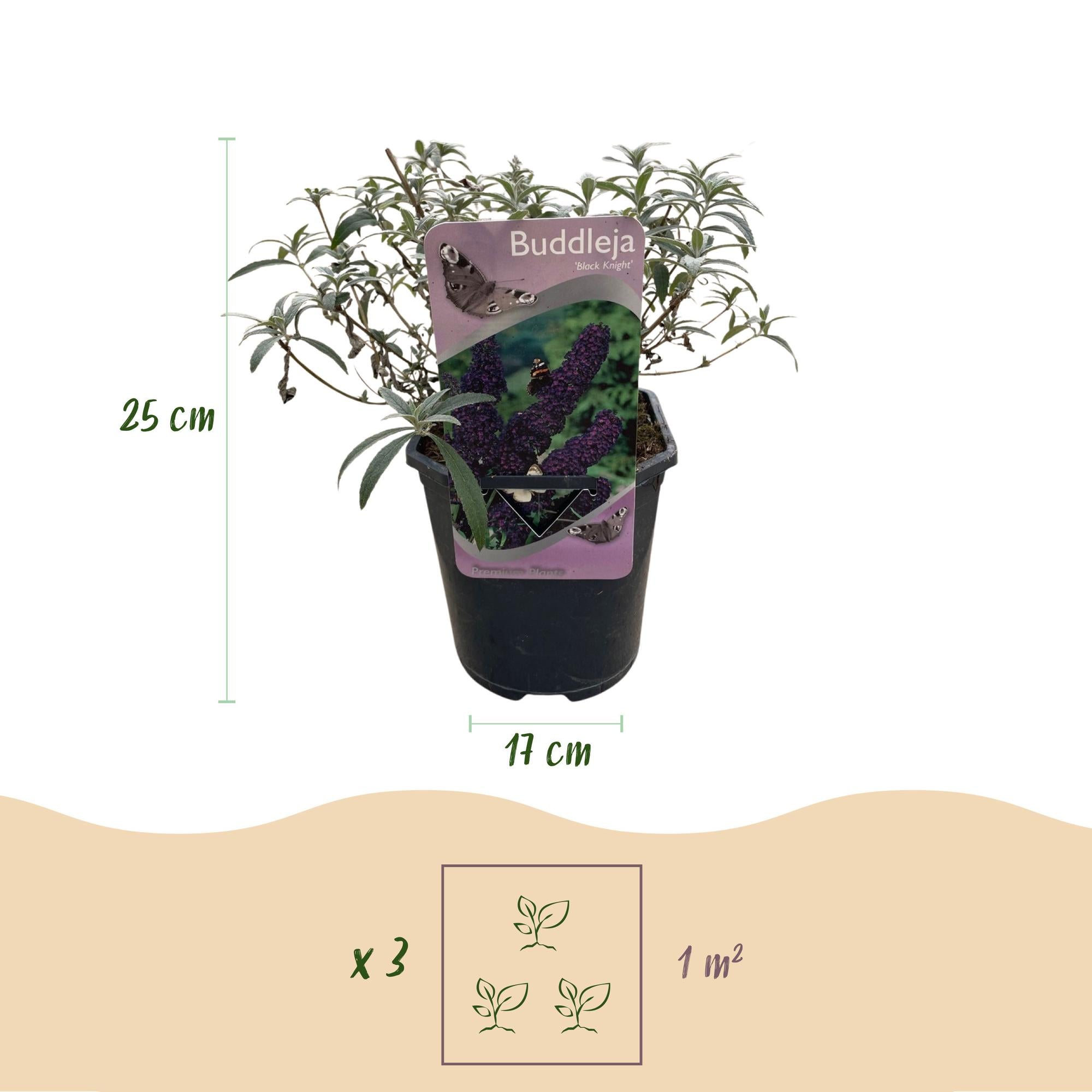 Buddleja Davidii 'Purple Emperor' – Butterfly bush, deciduous & attracts butterflies – 1 plant - 17 cm pot, 25 cm tall