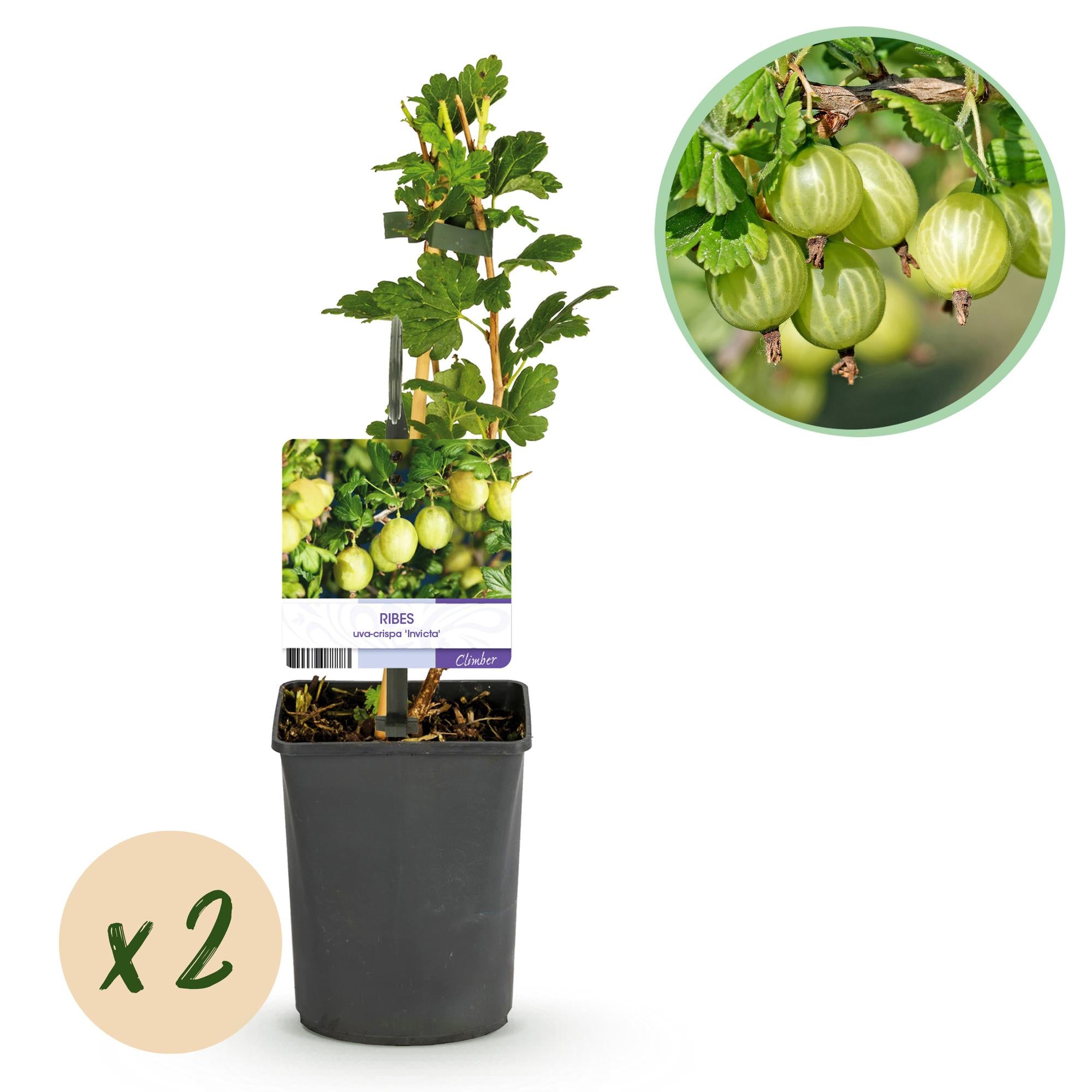 Gooseberry fruit plant “Invicta” – 2 plants, 11 cm pot, approx. 40 cm tall