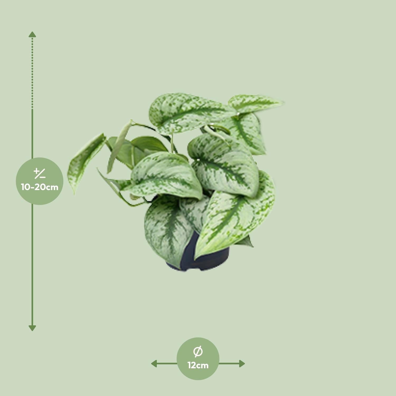 Scindapsus Pictus 'Trebie' – Spotted Ivy - 15-25 cm