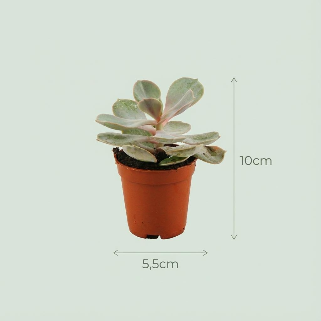 Mini-Sukkulenten Mix – Ø 8,1 cm, Höhe 5–10 cm, im Terrakottatopf