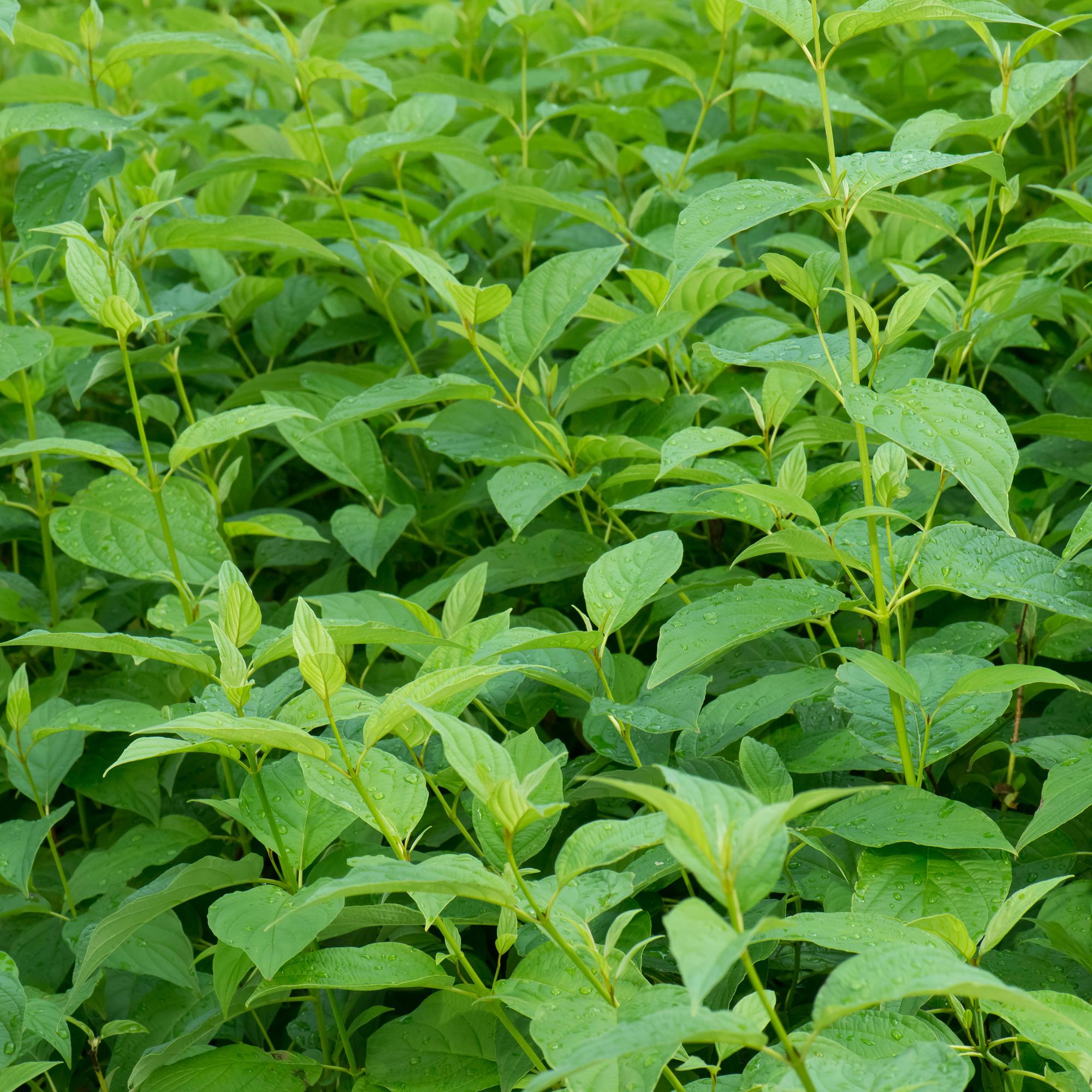 Cornus alba 'Flaviramea' – 1 pianta, rami verdi, vaso da 17 cm, altezza 45 cm