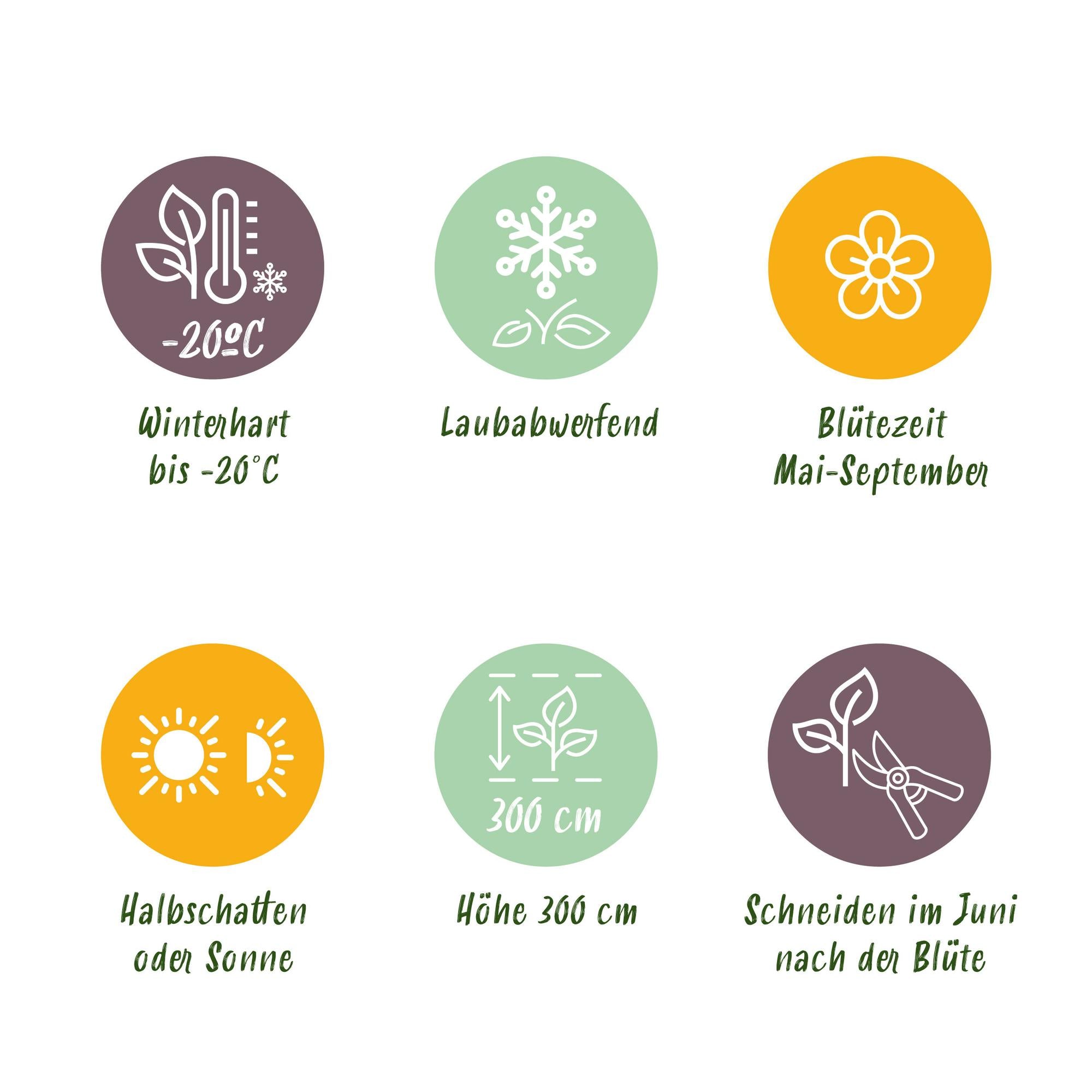 Climbing plant Clematis 'Tricolour' – Pink-white-purple flowers, 3 plants, 11 cm pot, approx. 40 cm tall