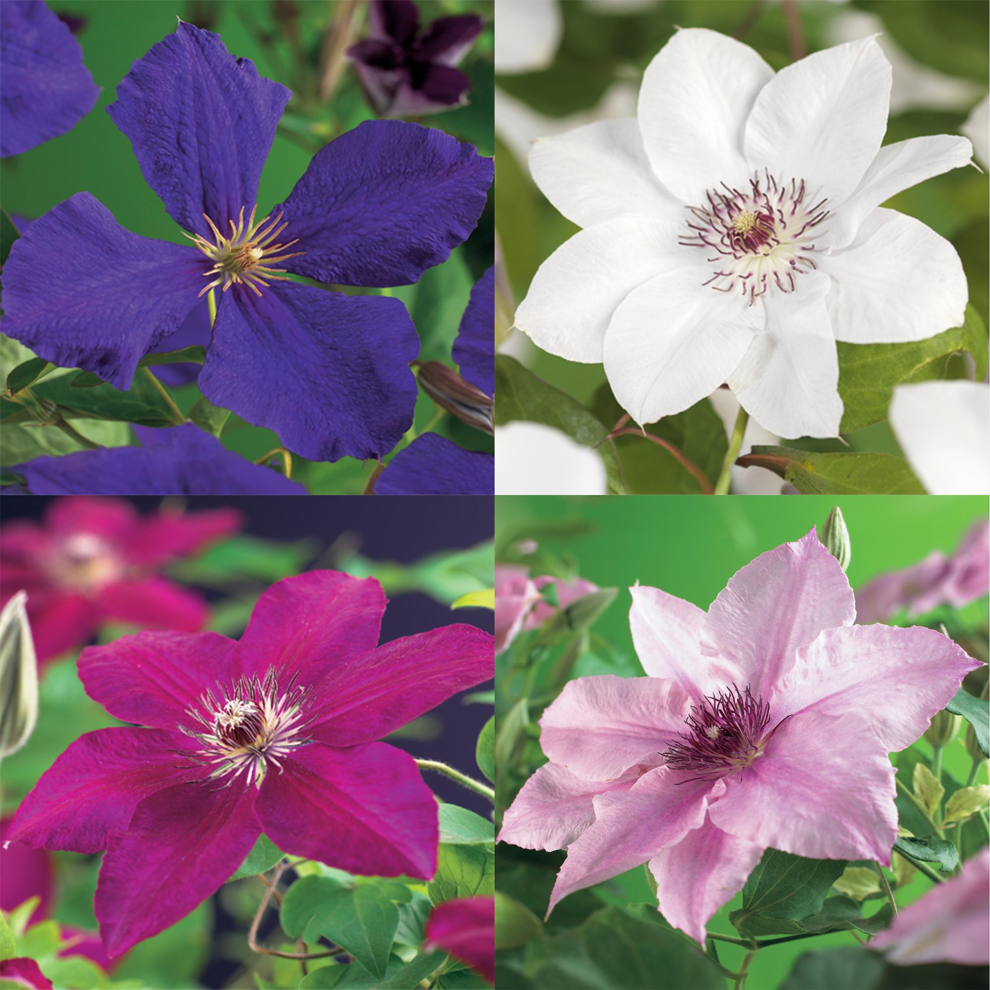 Climbing plant Clematis 'Rainbow' – multicolored flowering, 4 plants, 11 cm pot, 40 cm height