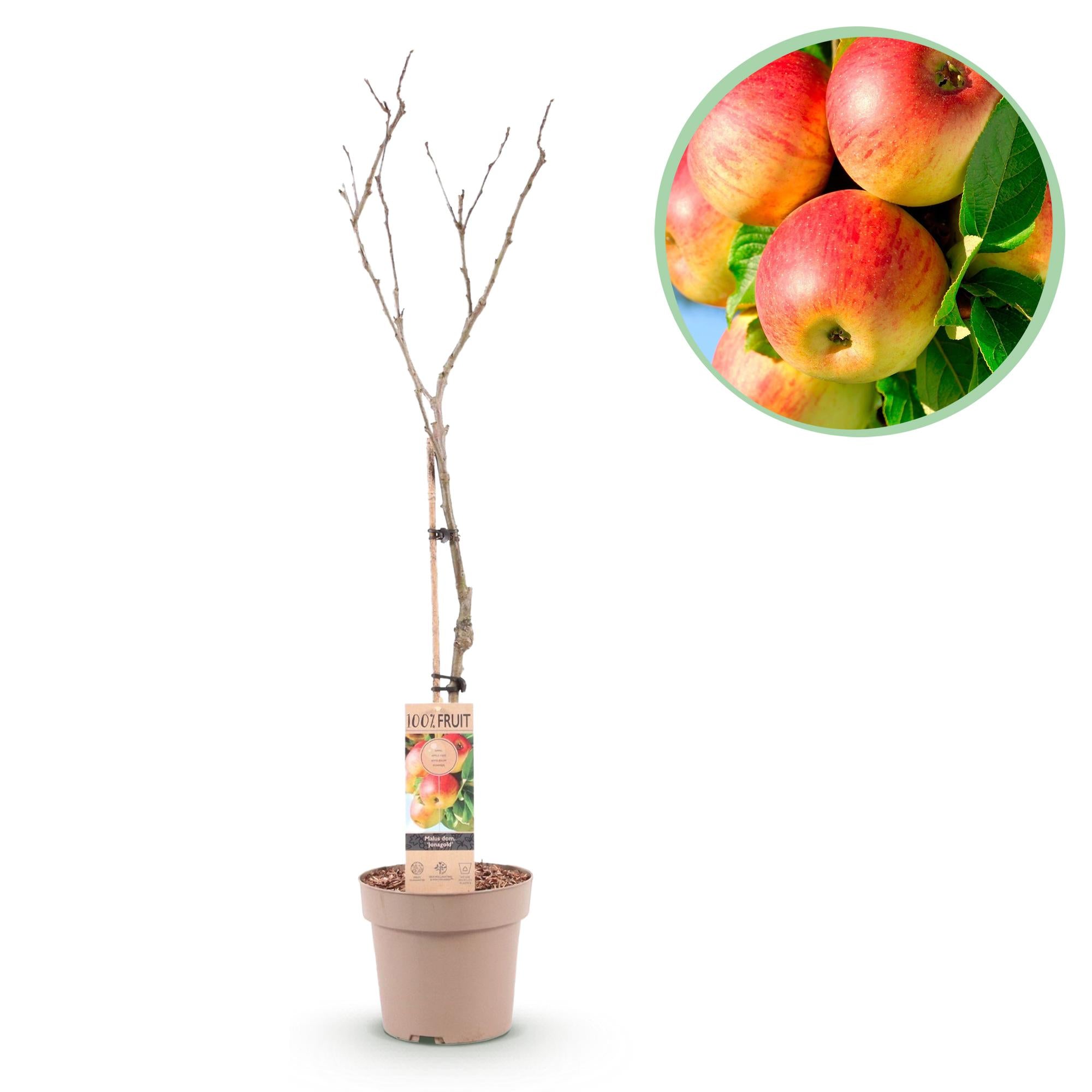 Fruit tree apple tree “Jonagold” – yellow-green variety, 90 cm tall