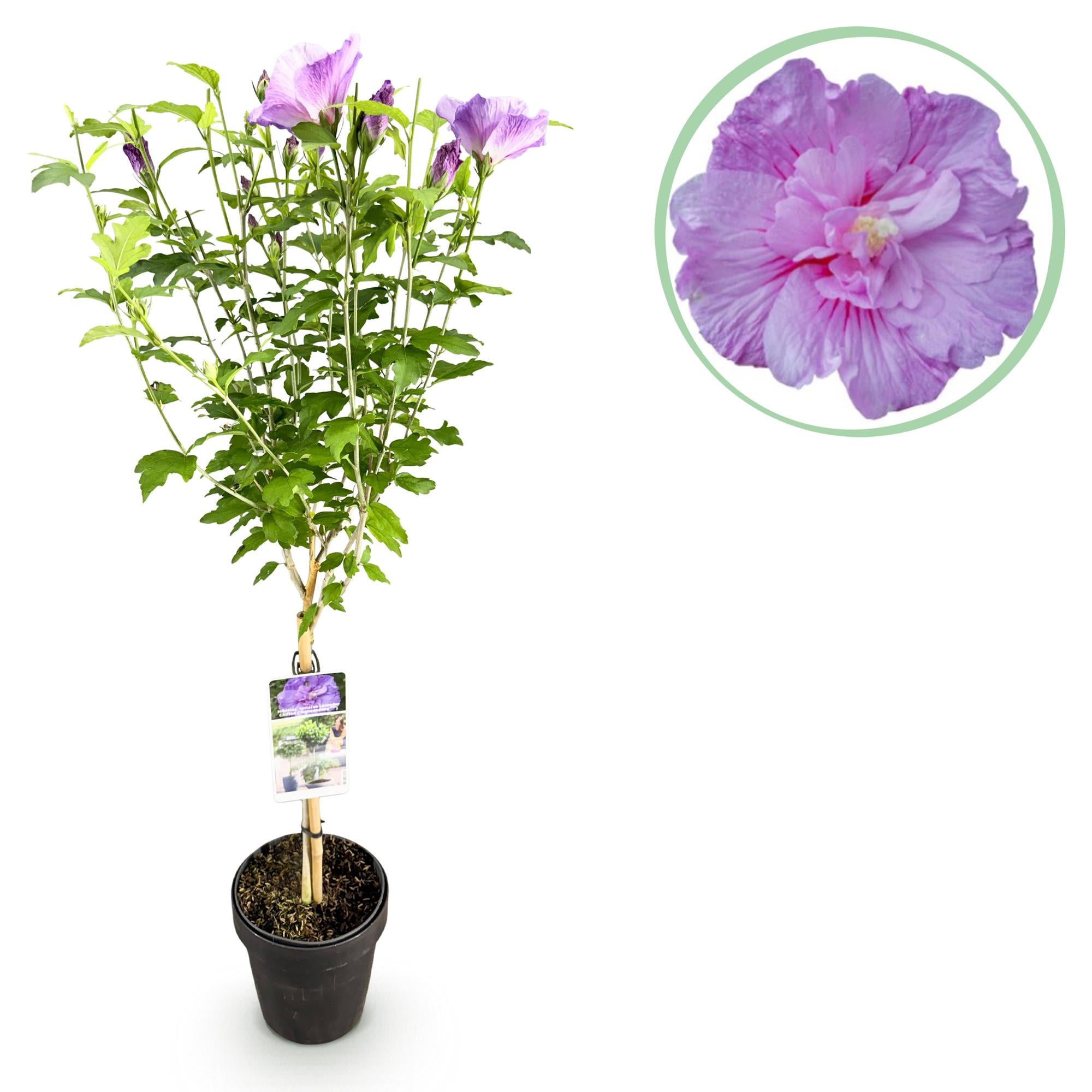 Hibiscus standard 'Lavender Chiffon'® – pianta da patio resistente, vaso da 19 cm, altezza 90 cm