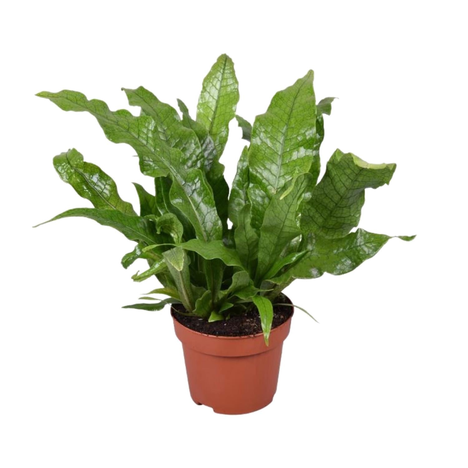 Microsorum Crocodyllus – Crocodile Fern - Ø12cm - ↕30cm