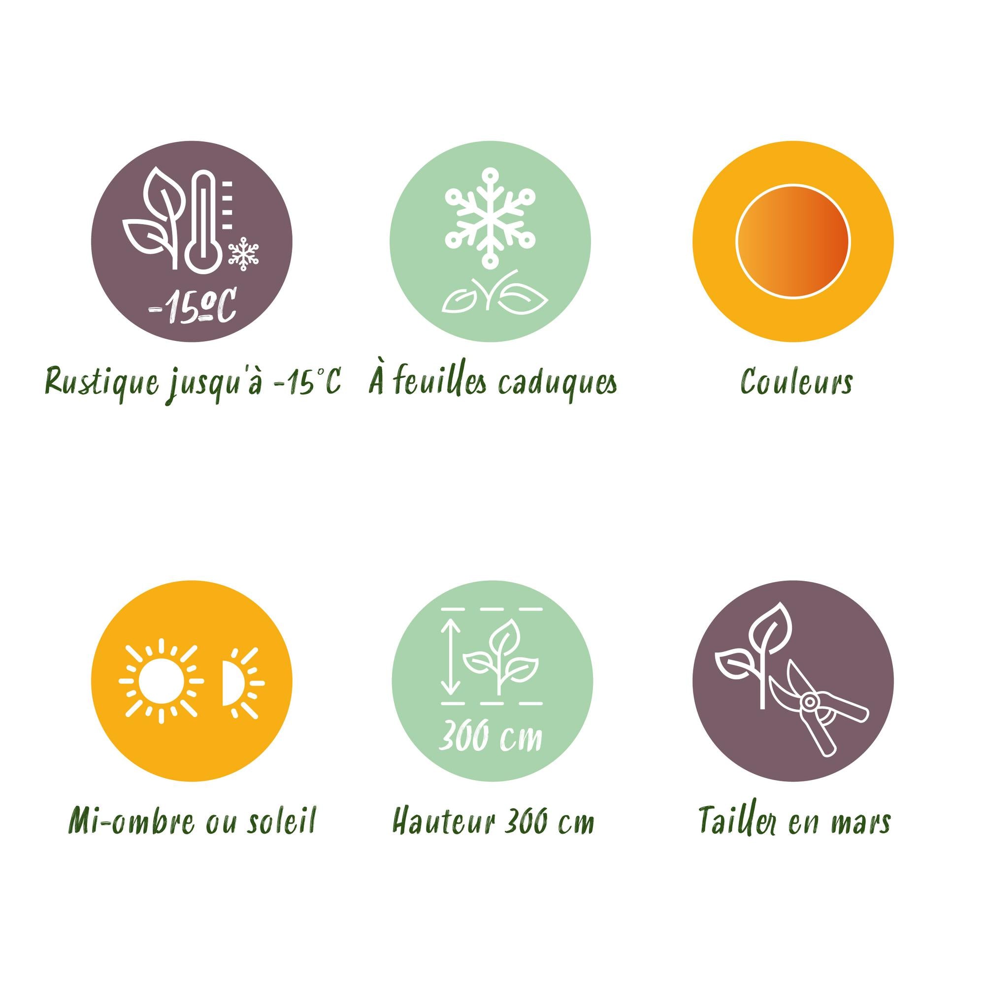 Acer Palmatum 'Katsura' – Japanese maple, deciduous – 19 cm pot, 70 cm tall