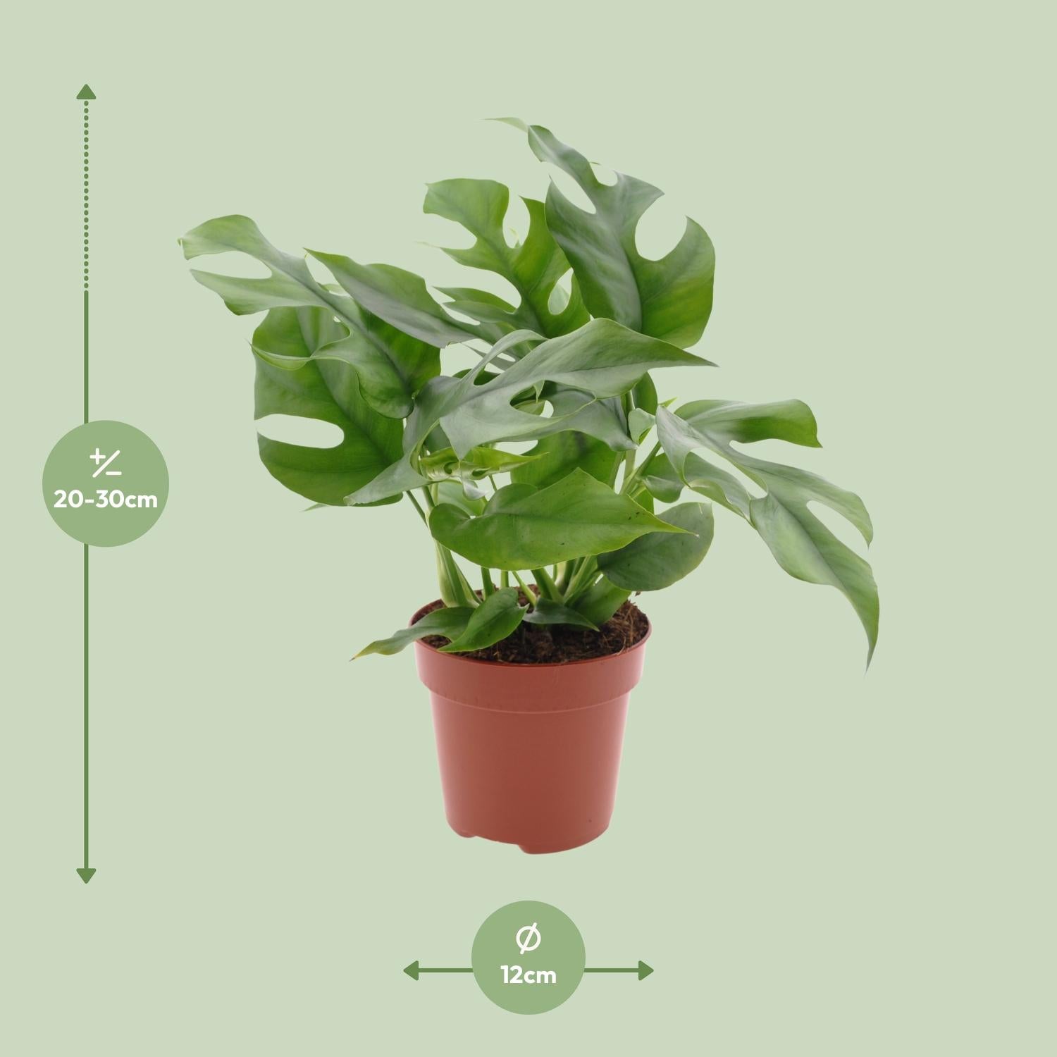 Monstera Minima – Dwarf Swiss Cheese Plant - 25-80 cm