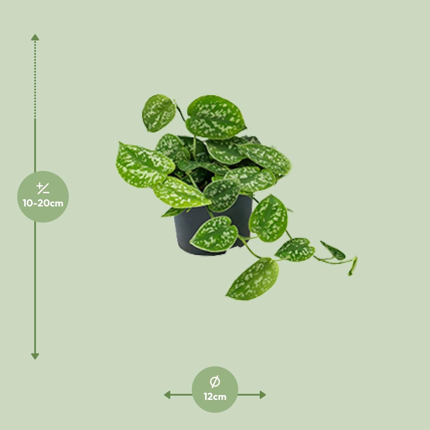 Scindapsus Pictus 'Argyraeus' – Spotted Ivy - 15-25 cm