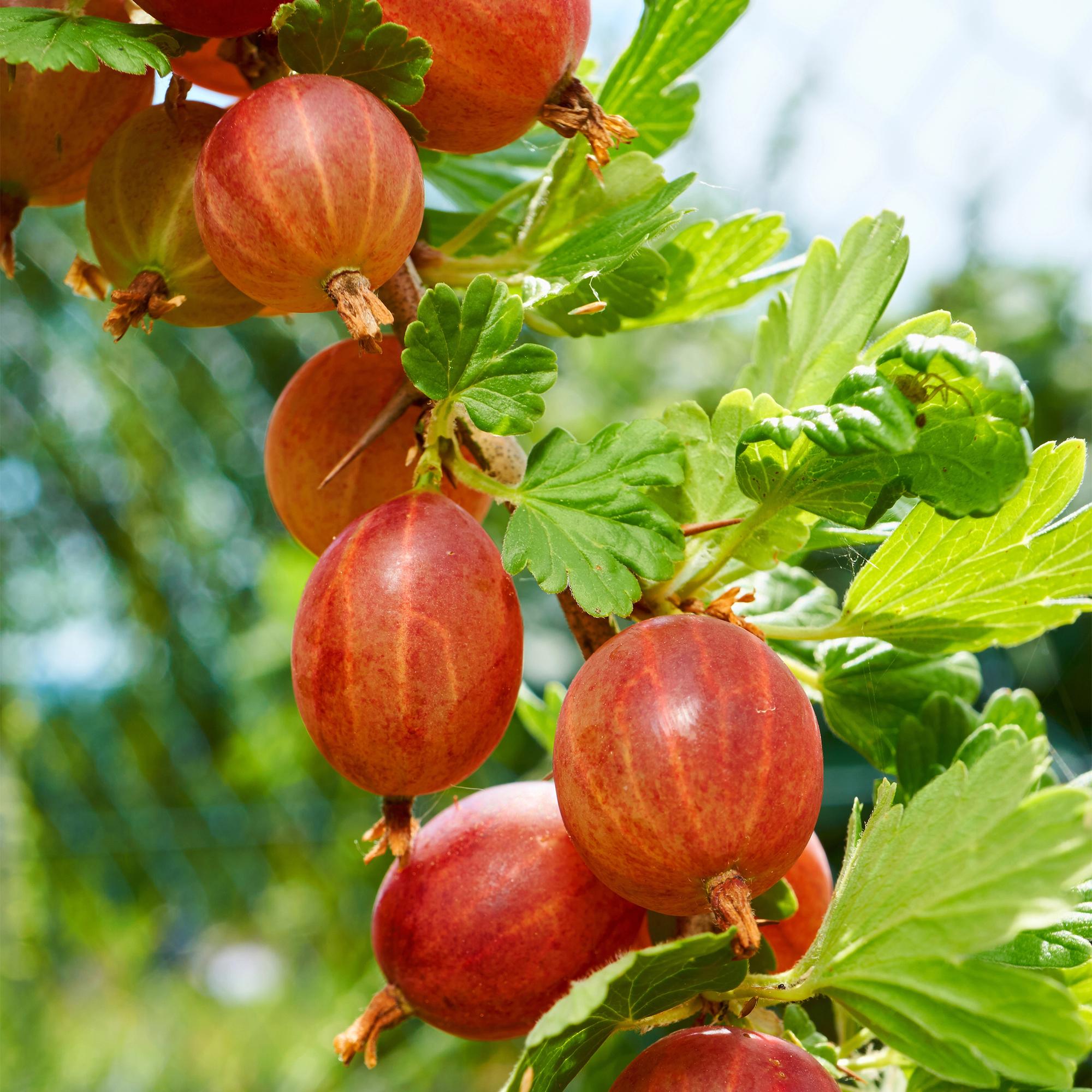 Red gooseberry “Hinnomäki Röd” – 2 plants in an 11 cm pot (approx. 40 cm)