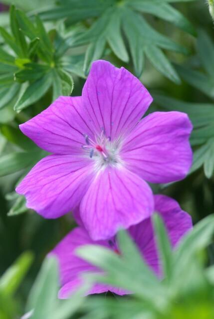 Geranium ‘Tiny Monster’ – kompakter Storchschnabel, 9 cm Topf, 10–25 cm