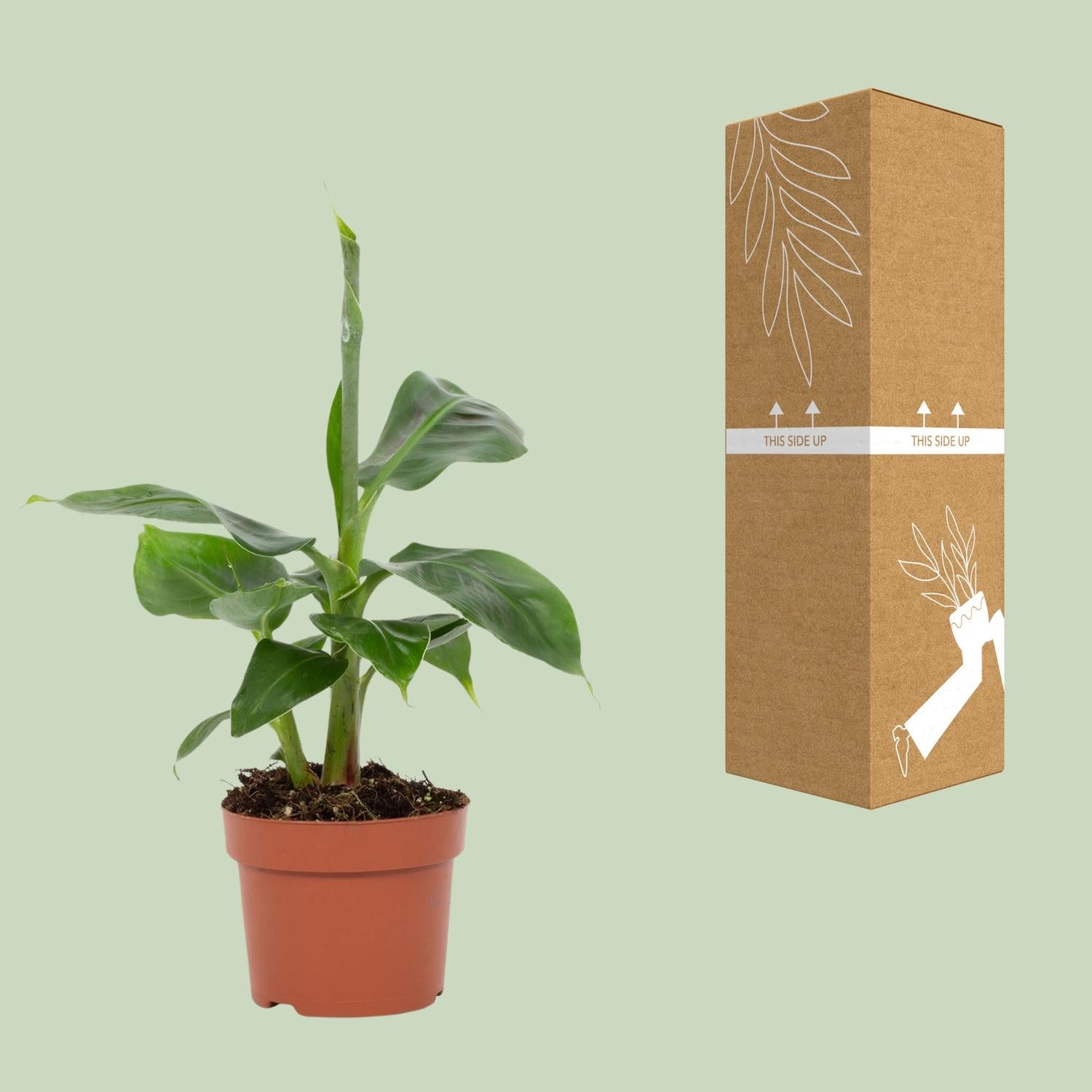 Musa Tropicana – Dwarf Banana - 12 cm pot, 27 cm high