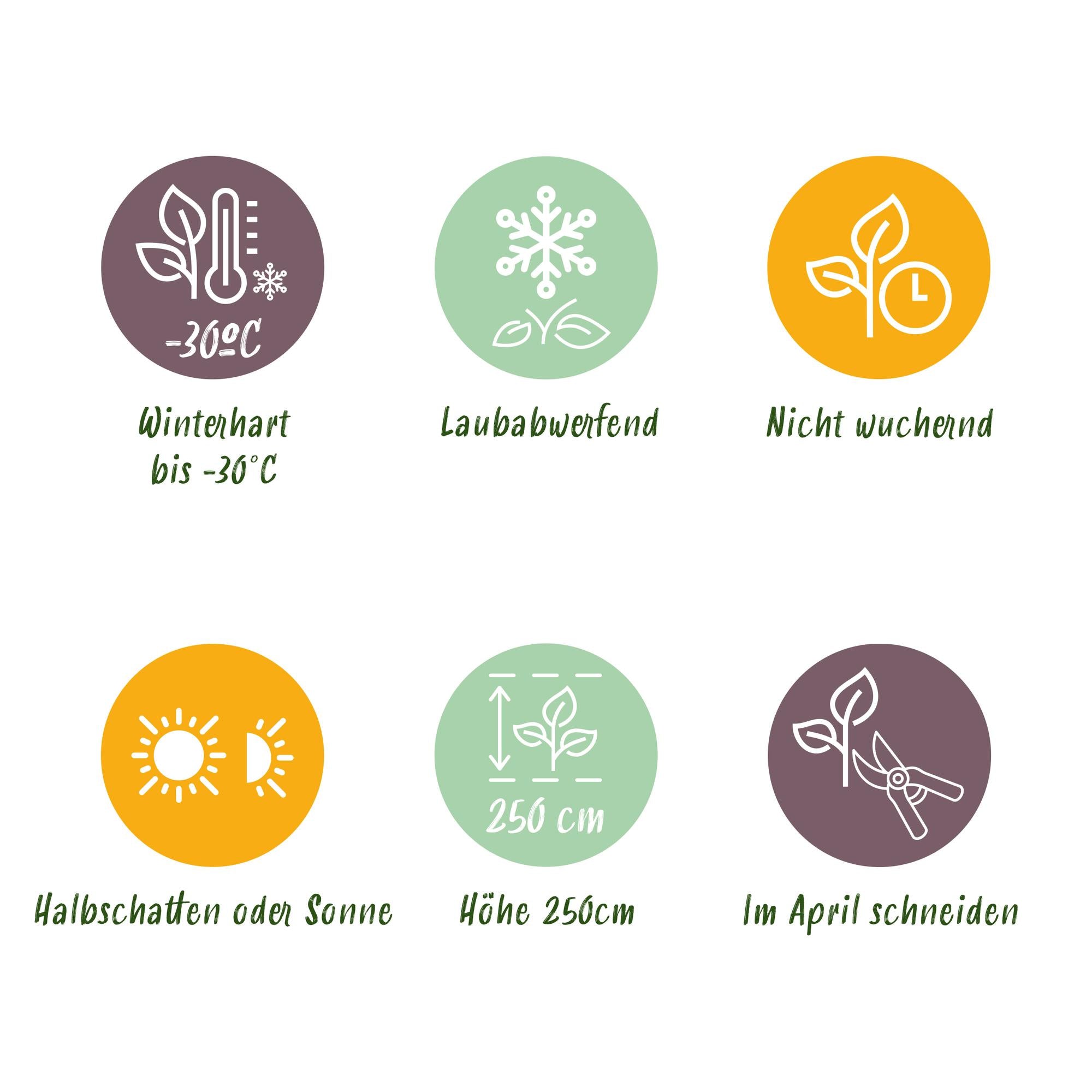 Cornus alba ‘Kesselringii’ – Zierhartriegel mit dunklen Zweigen, 45 cm hoch