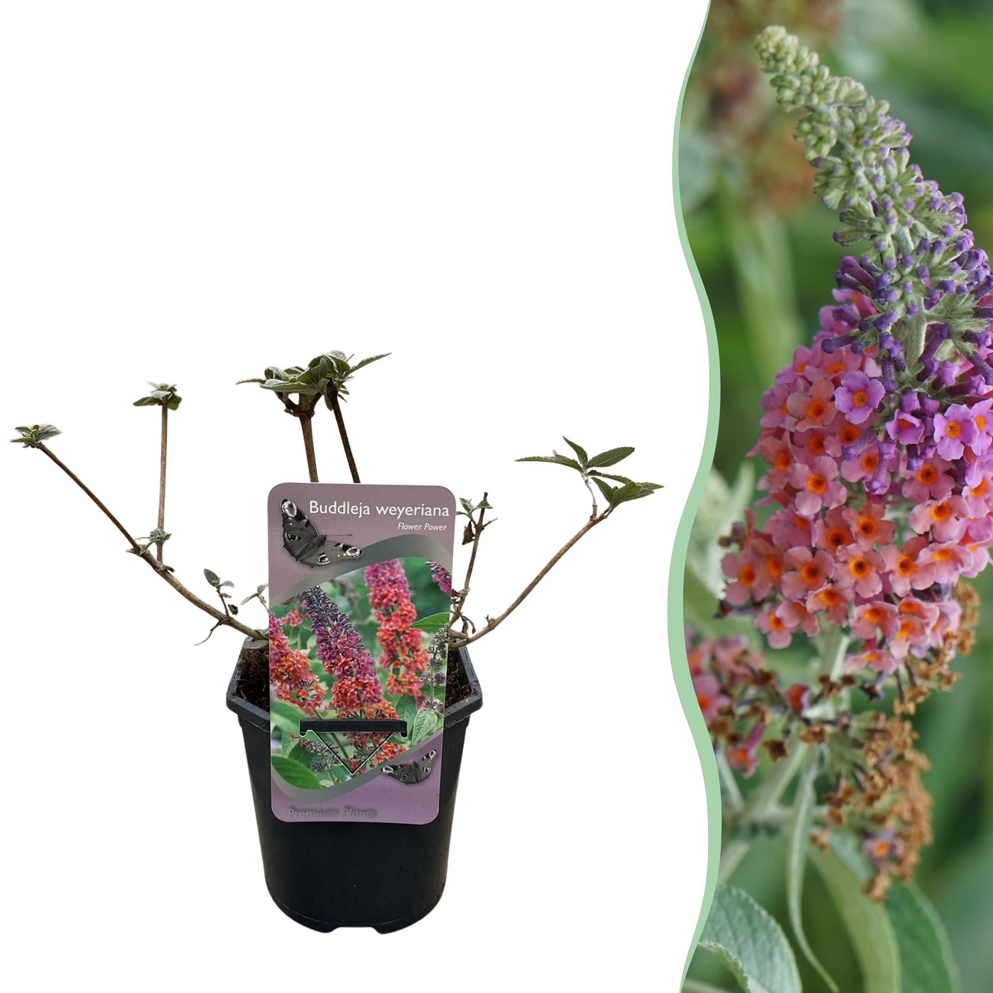 Buddleja davidii 'Flower Power' – deciduous butterfly bush, 17 cm pot, 30 cm height