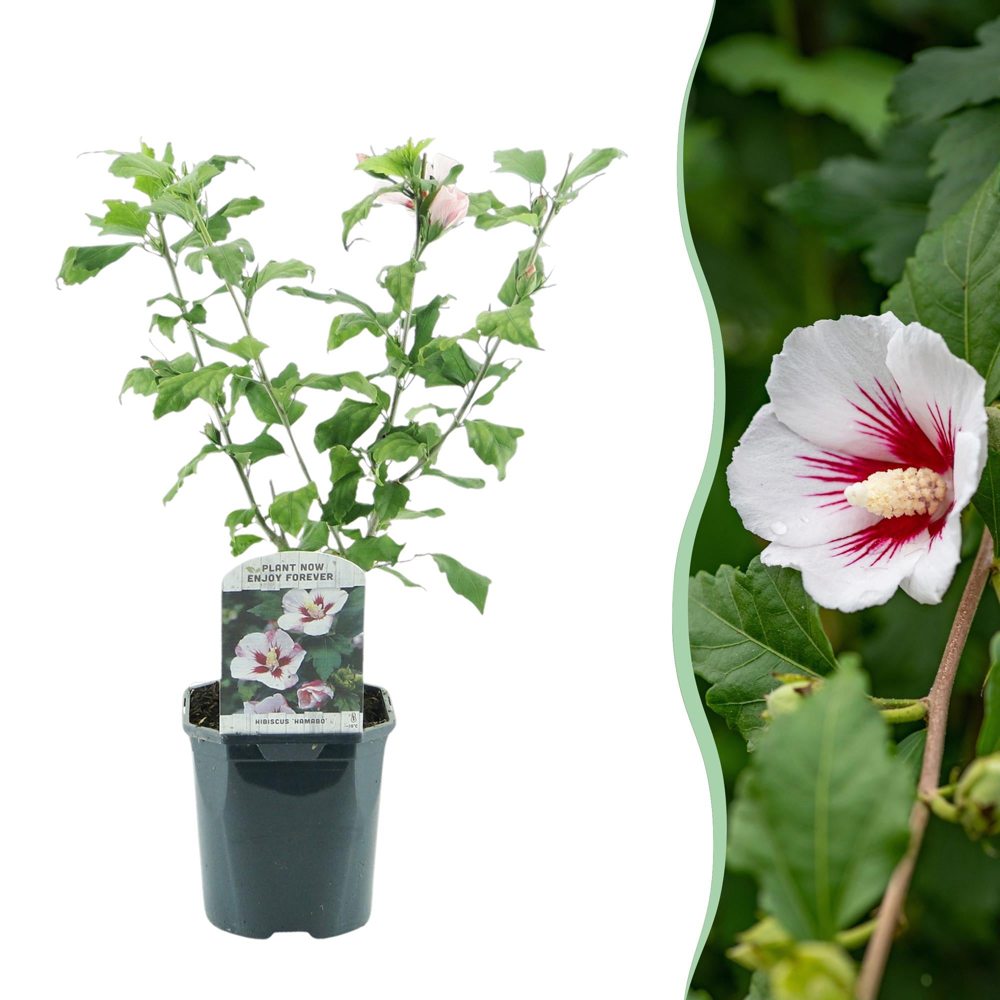 Hibiscus 'Hamabo' – deciduo, fioritura rosa chiaro, vaso da 17 cm, altezza 45 cm