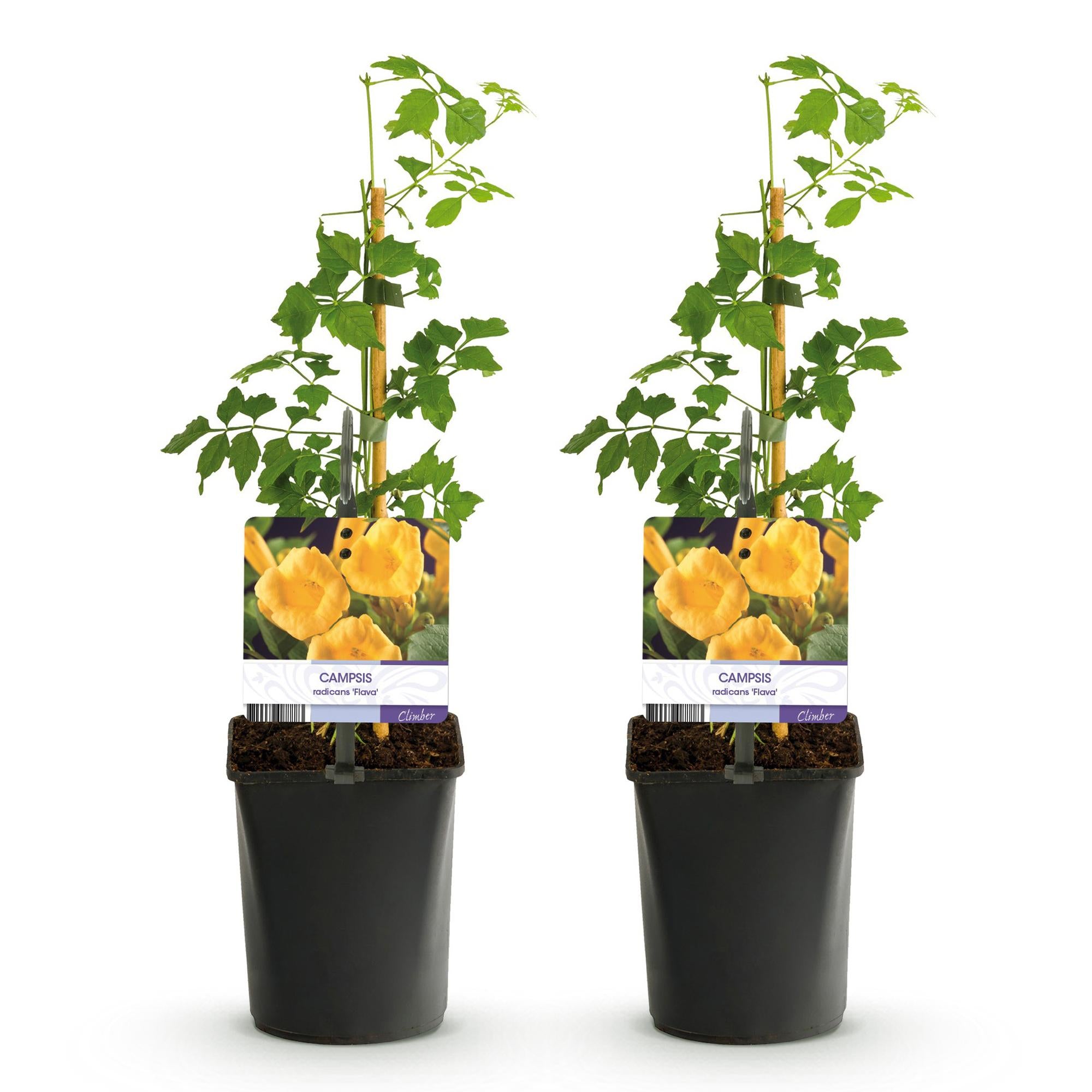 Campsis radicans 'Flava' – trombetta a fioritura gialla, 2 piante, vaso da 11 cm, altezza 40 cm