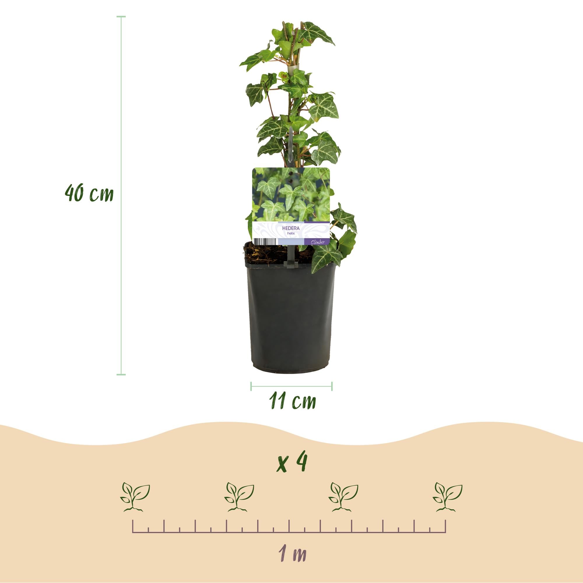 Rainbow climbing plants – 4 colorful varieties for garden & terrace, 11 cm pot, 40 cm high