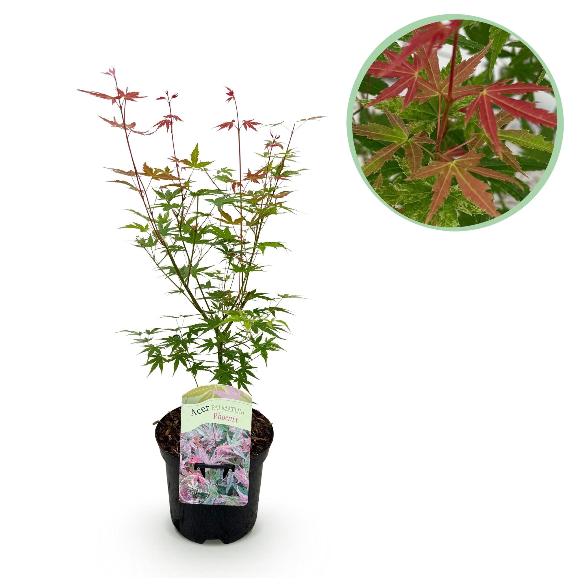 Acer Palmatum 'Phoenix' – Japanese maple, deciduous – 19 cm pot, 70 cm tall