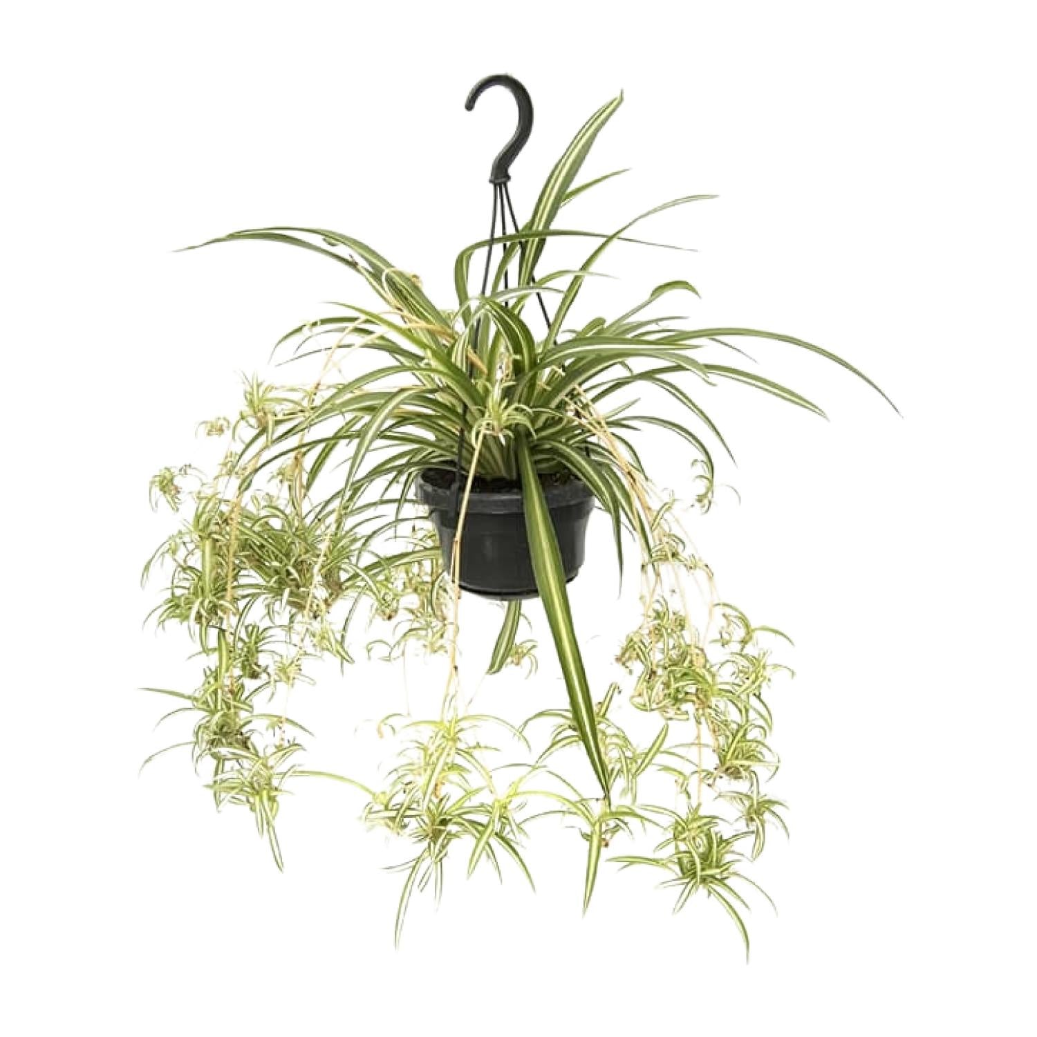 Chlorophytum comosum 'Variegatum' – Spider plant - 30-55 cm