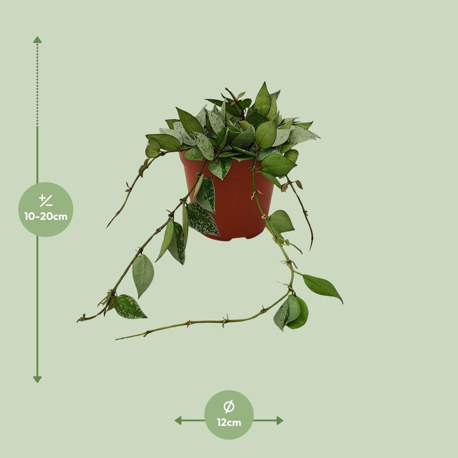 Hoya Krohniana 'Eskimo' – Wax Flower - 12 cm pot, 15 cm tall