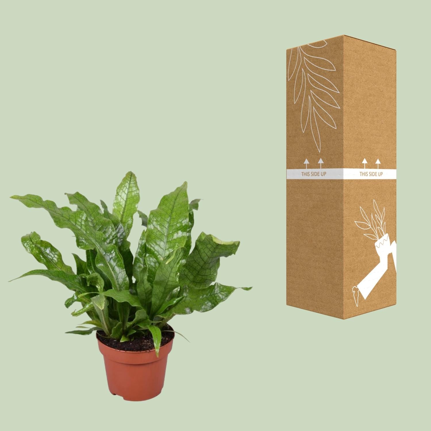 Microsorum Crocodyllus – Crocodile Fern - Ø12cm - ↕30cm