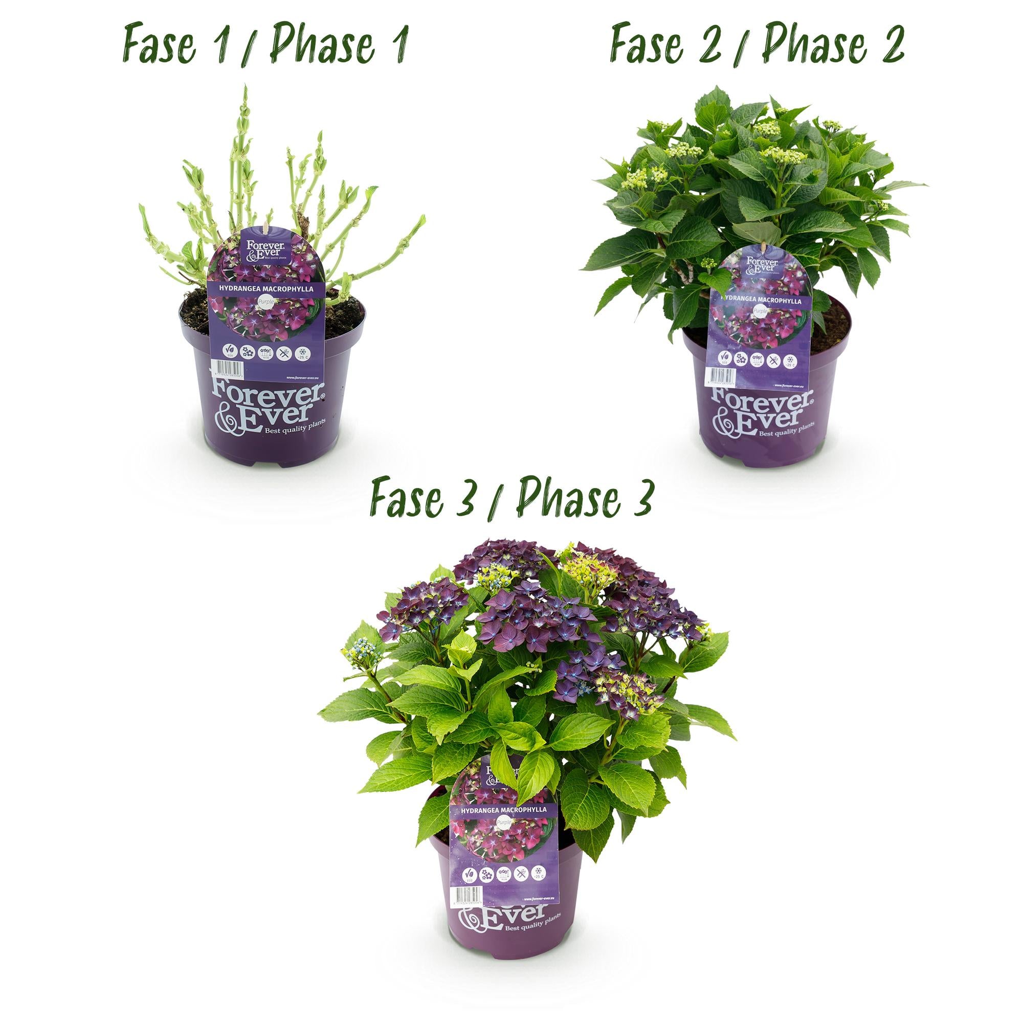 Hydrangea 'Forever & Ever' Purple – Hydrangea, 7–12 flowers – 23 cm pot, 55 cm tall