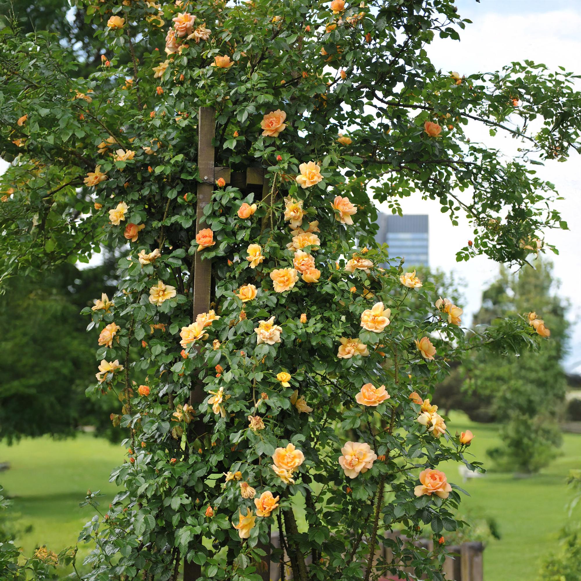 Rosa 'Orange Climber' – climbing rose with orange flowers, 2 plants, 40 cm tall